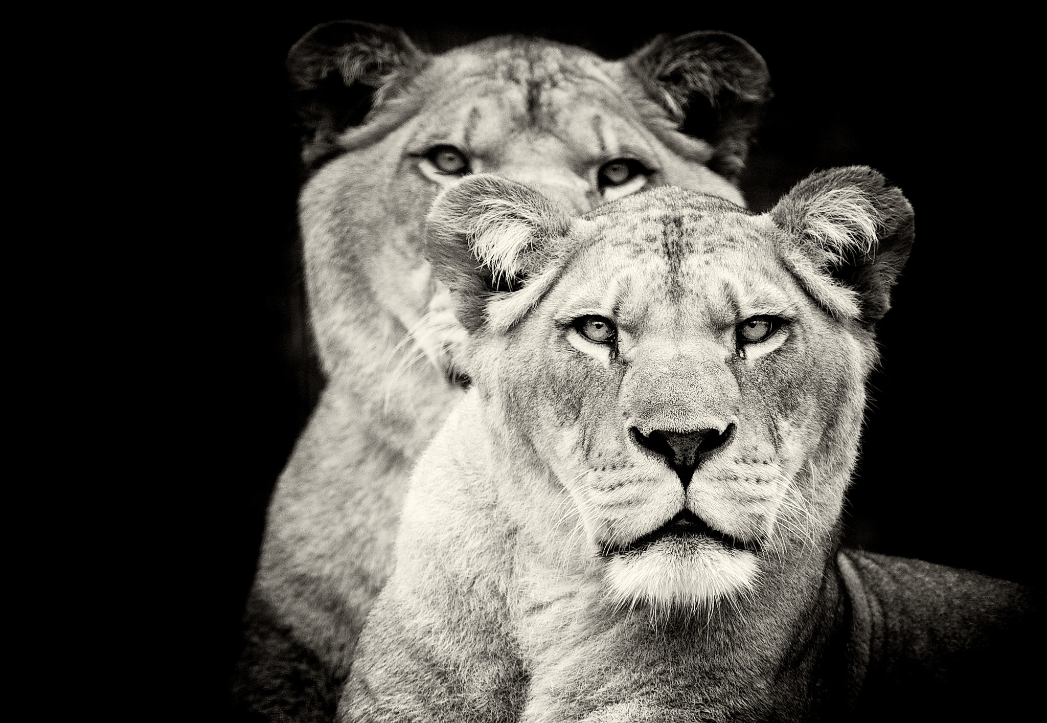 lioness, animal, lion, black & white, cats