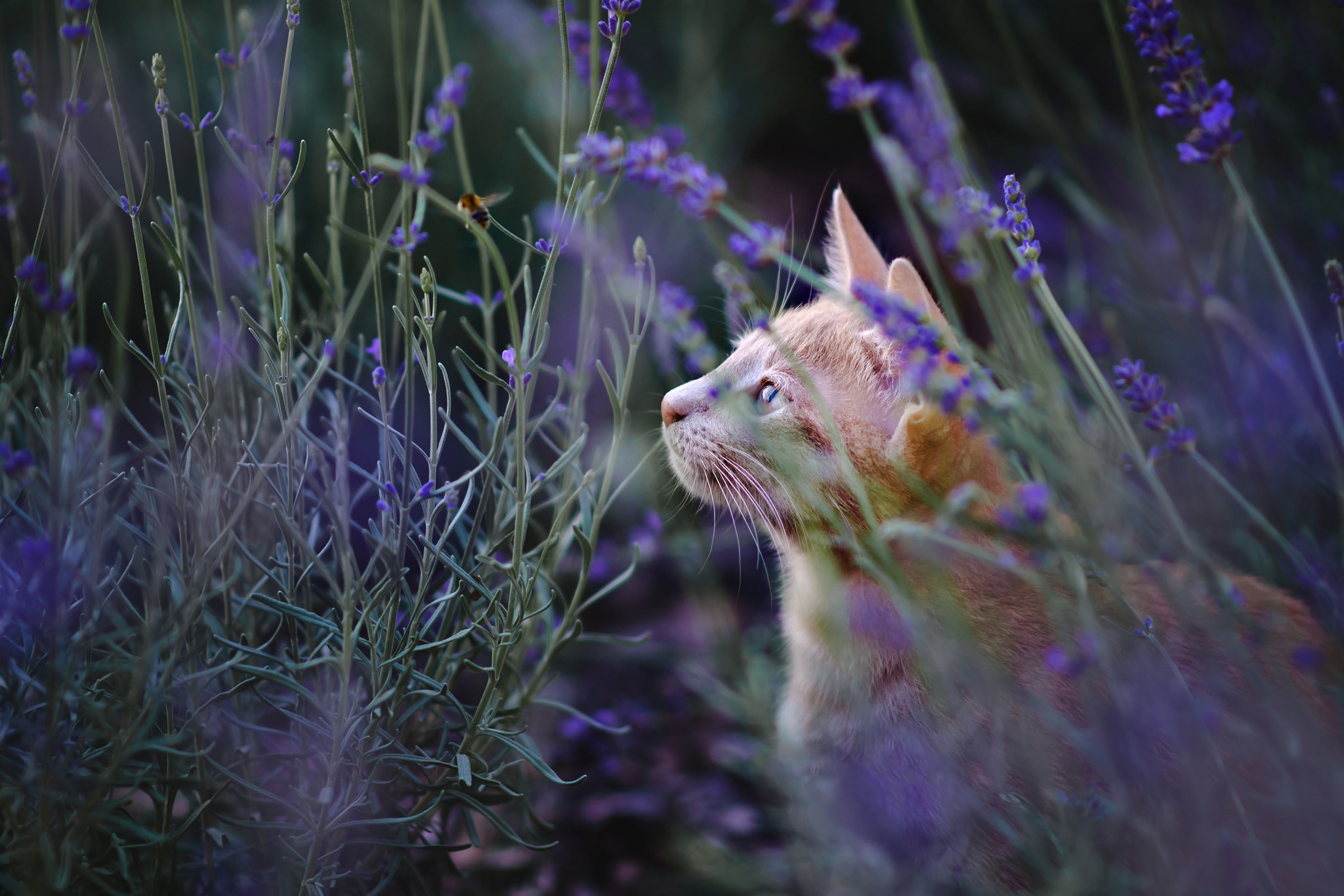 Laden Sie das Tiere, Katzen, Katze-Bild kostenlos auf Ihren PC-Desktop herunter