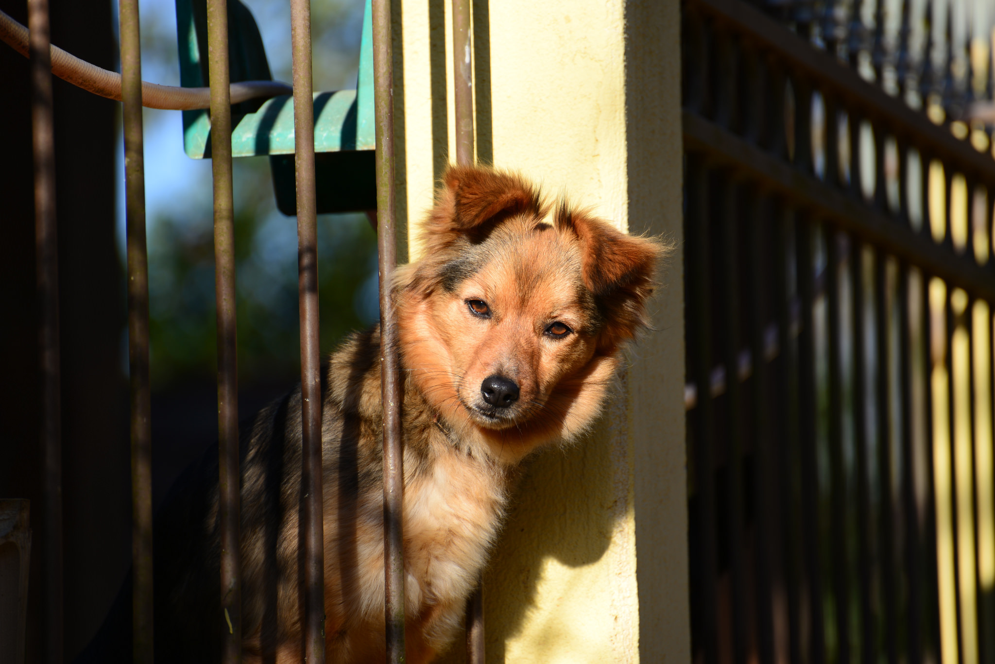 PCデスクトップに動物, 犬, フェンス画像を無料でダウンロード