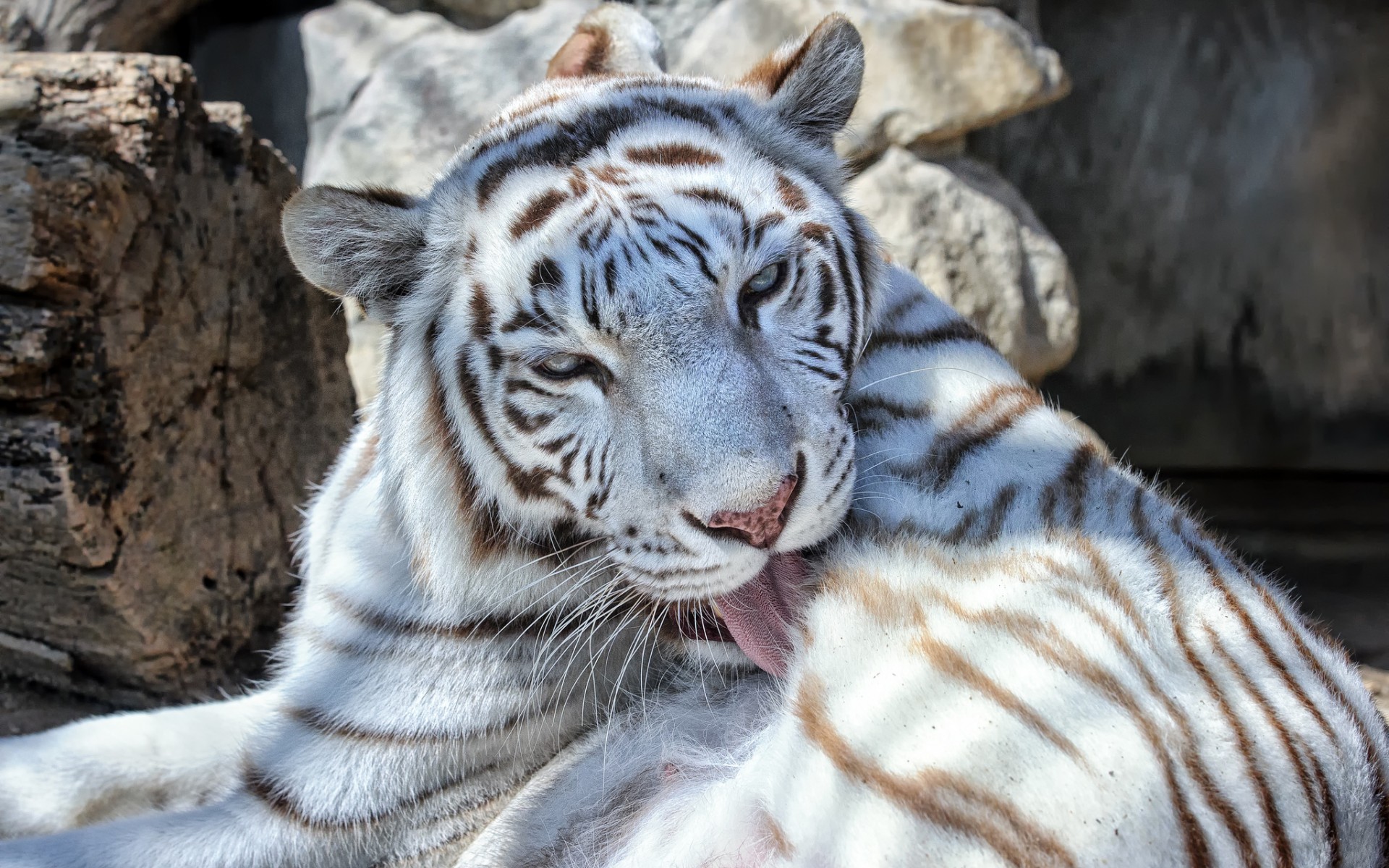 Handy-Wallpaper Tiere, Katzen, Weißer Tiger kostenlos herunterladen.