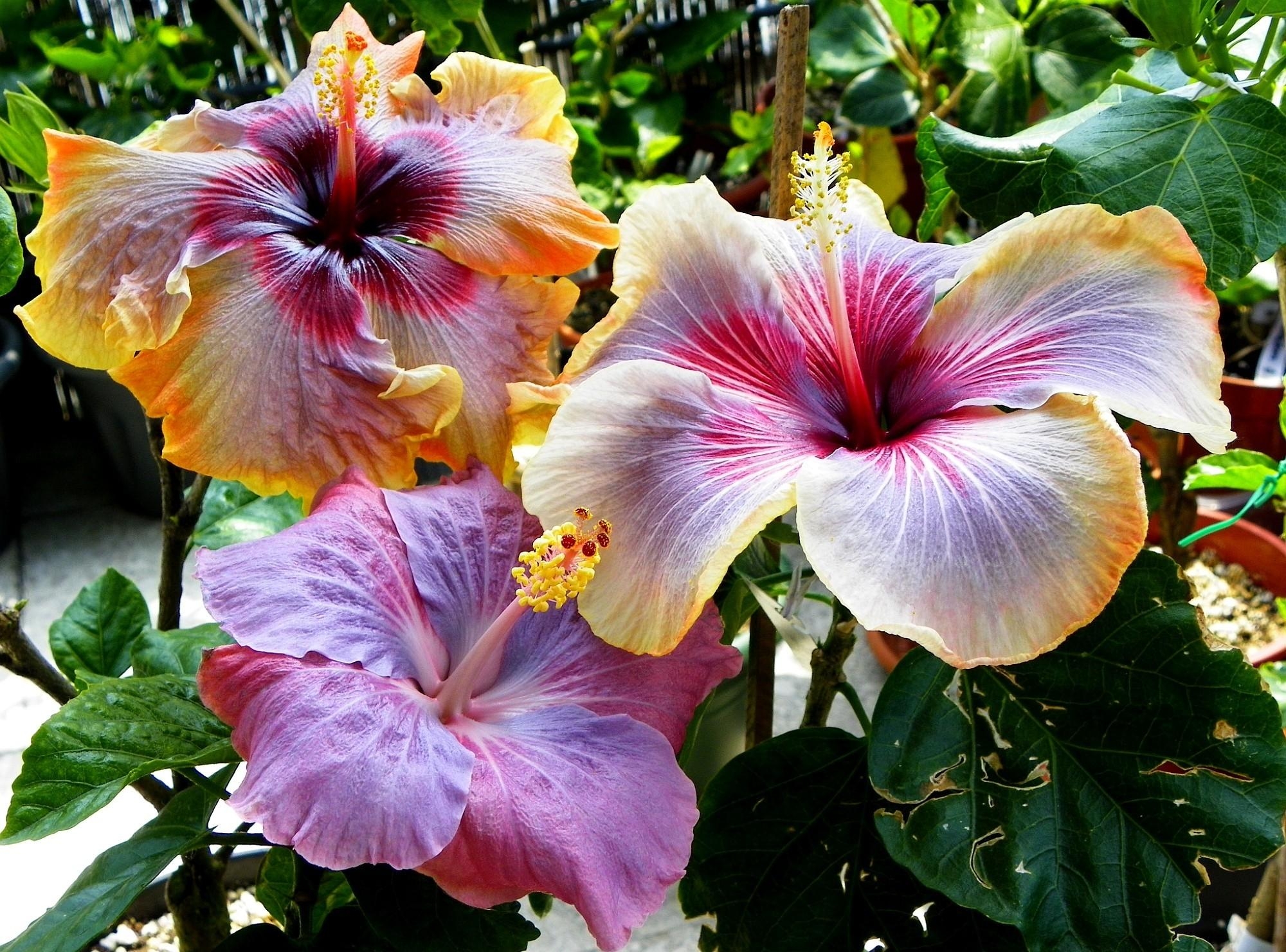 Hibiscus HD download for free