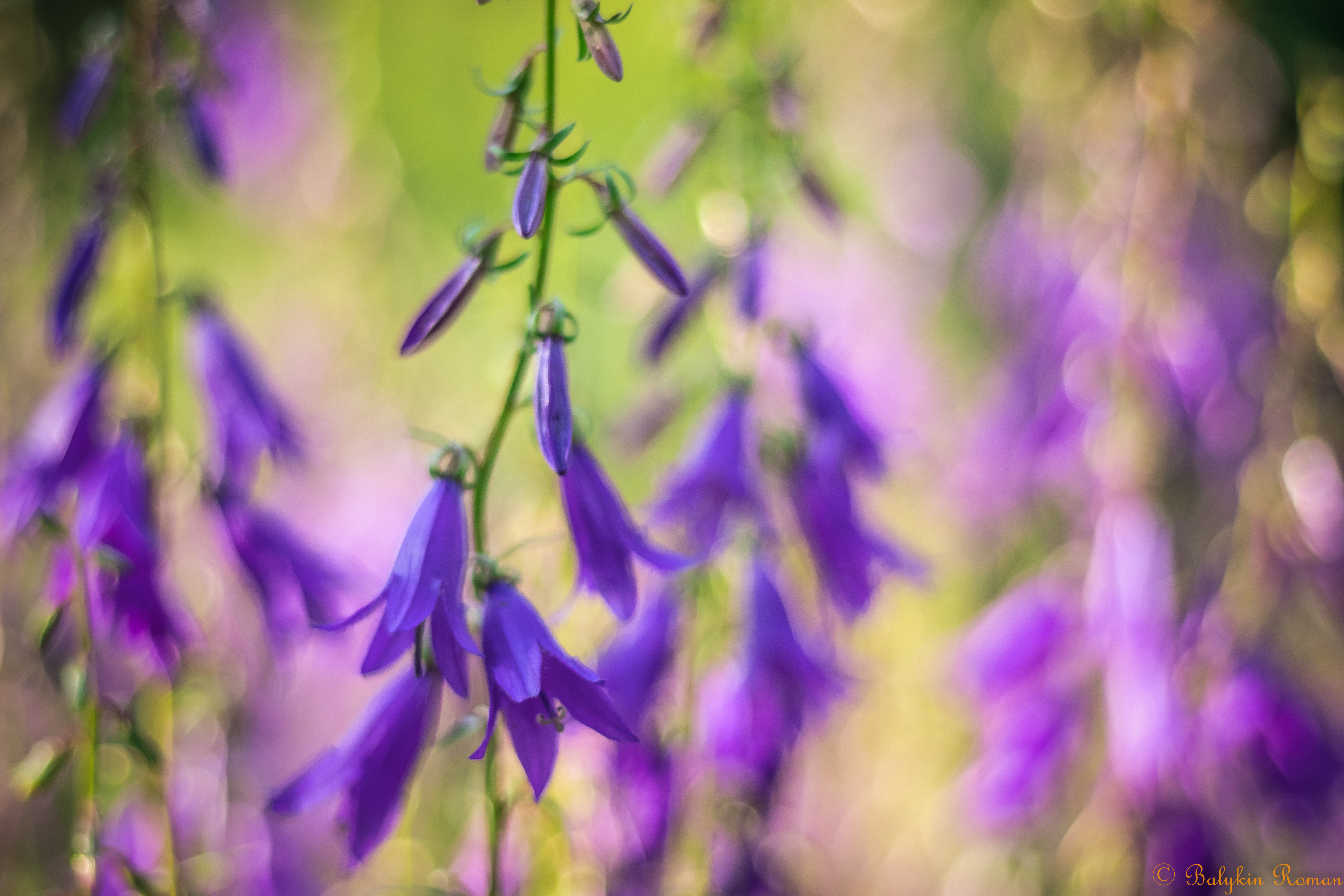 Descarga gratis la imagen Flores, Flor, Tierra/naturaleza en el escritorio de tu PC