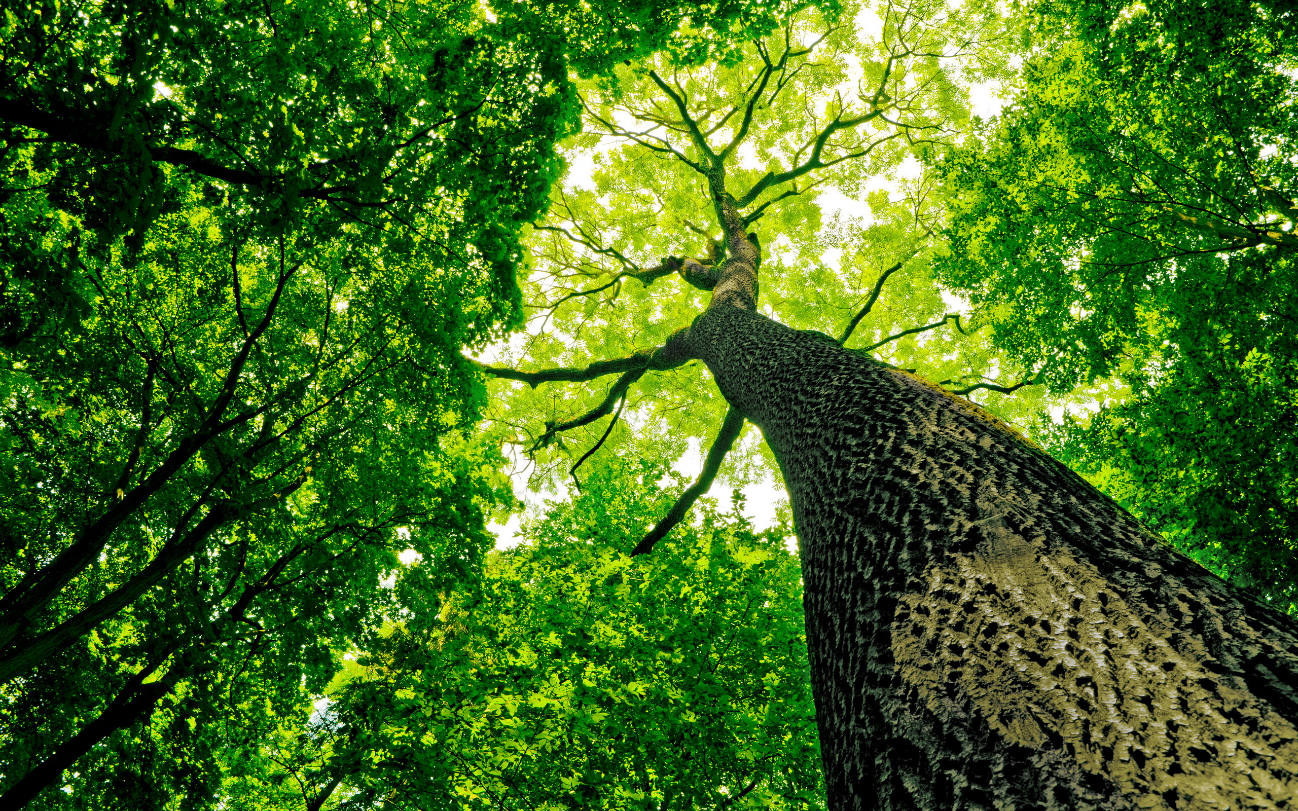 Скачать обои бесплатно Деревья, Дерево, Земля/природа картинка на рабочий стол ПК