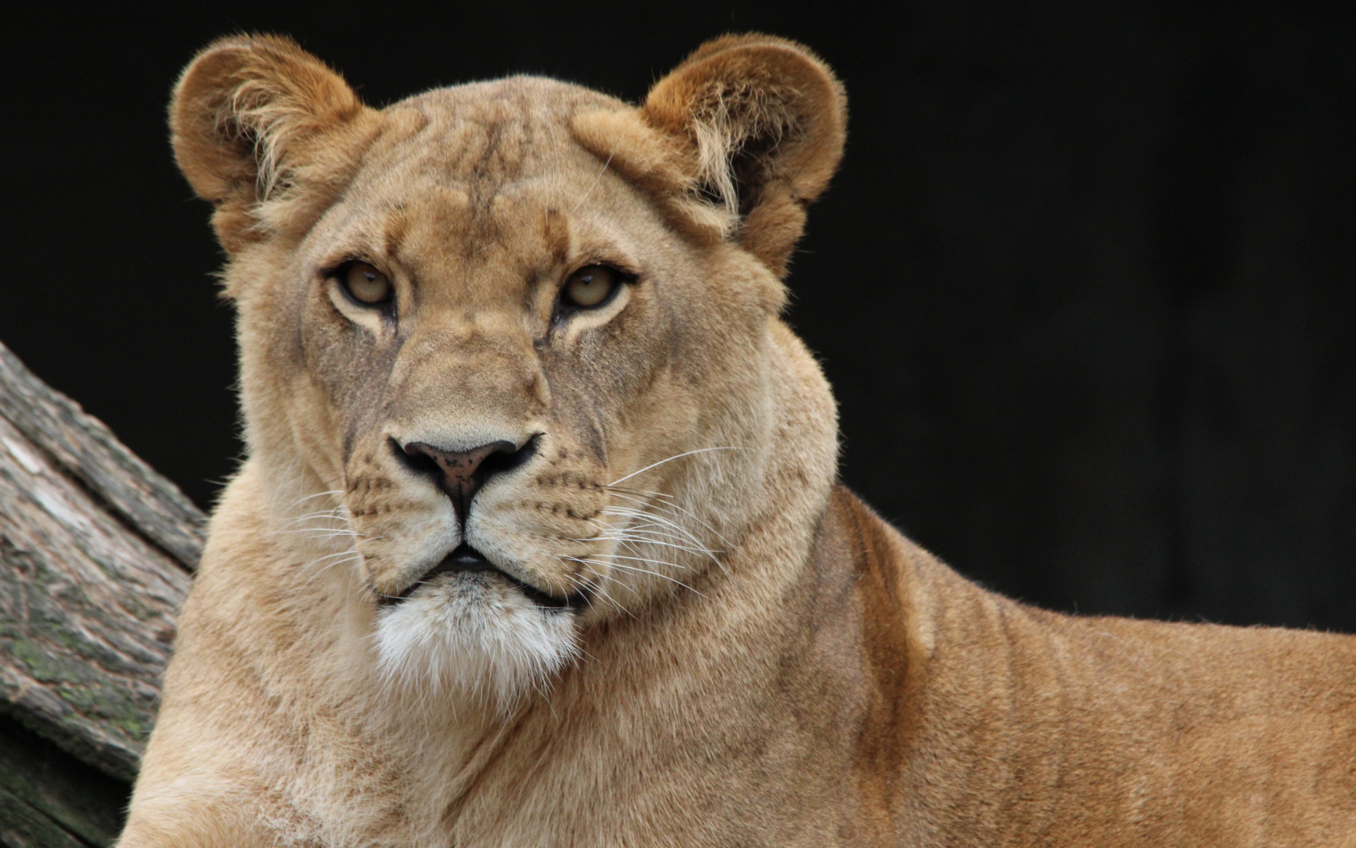 Descarga gratuita de fondo de pantalla para móvil de Animales, Gatos, León.