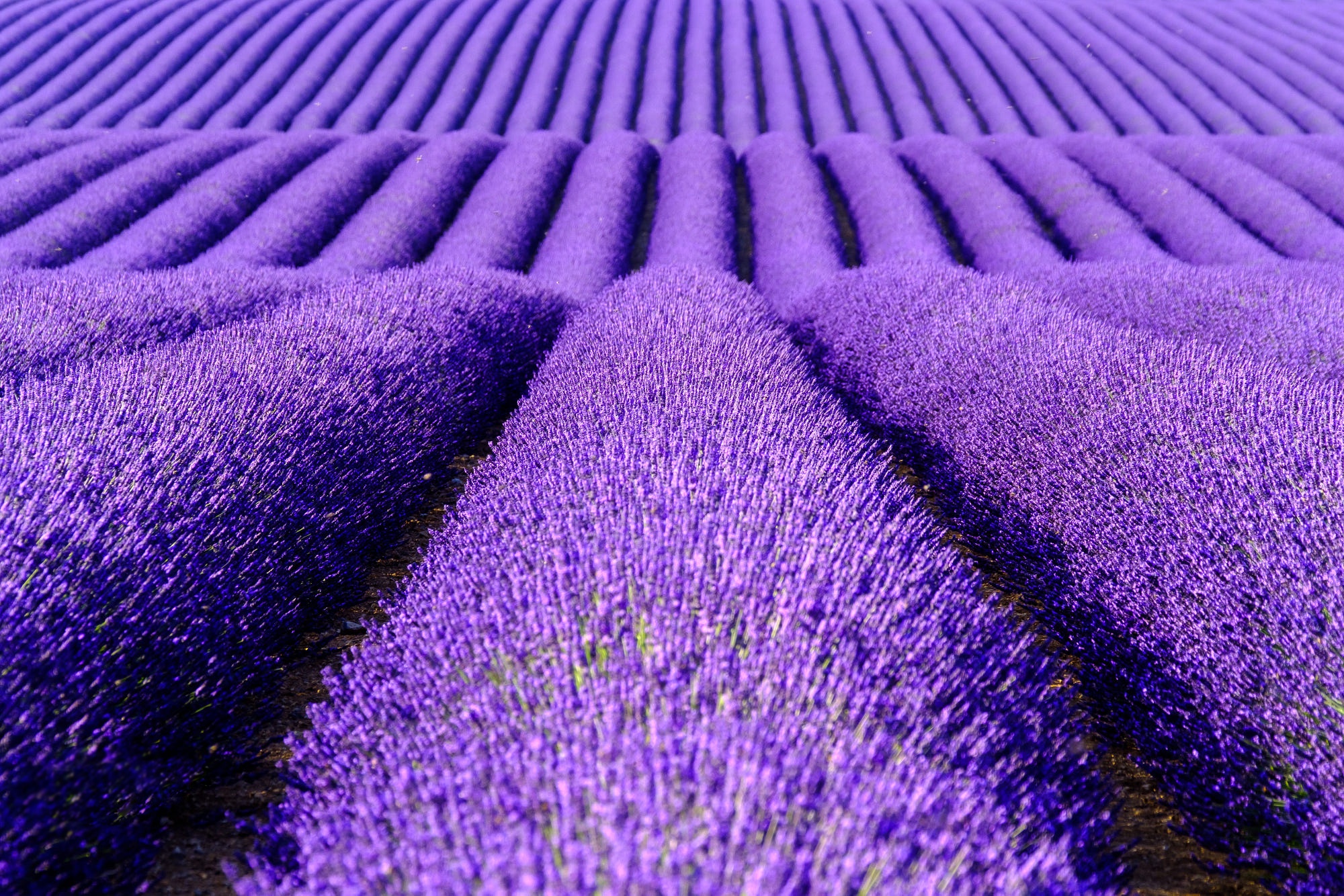 Free download wallpaper Flowers, Summer, Flower, Earth, Lavender, Purple Flower on your PC desktop