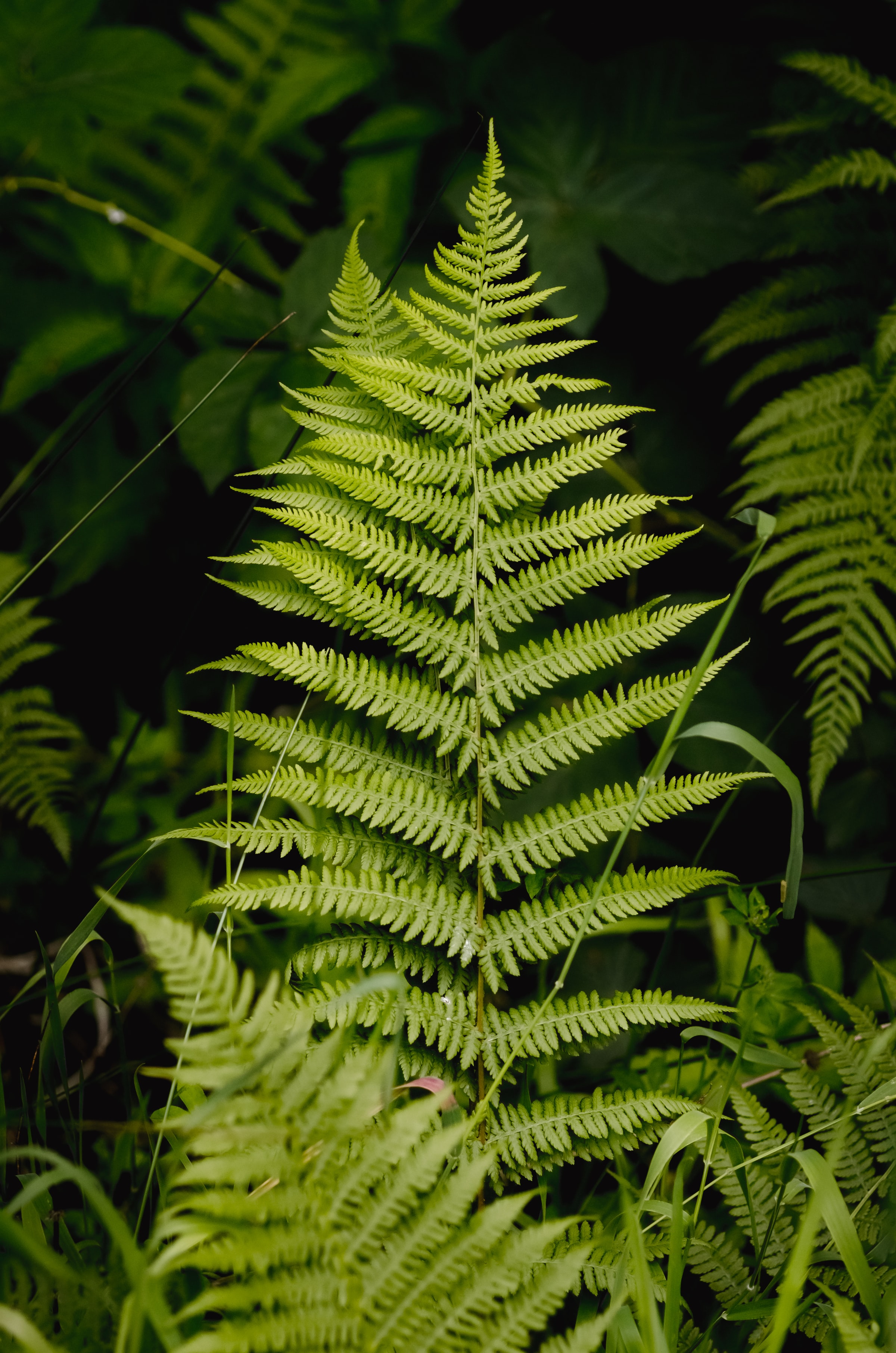 Download mobile wallpaper Branches, Grass, Macro, Sheet, Fern, Leaf for free.
