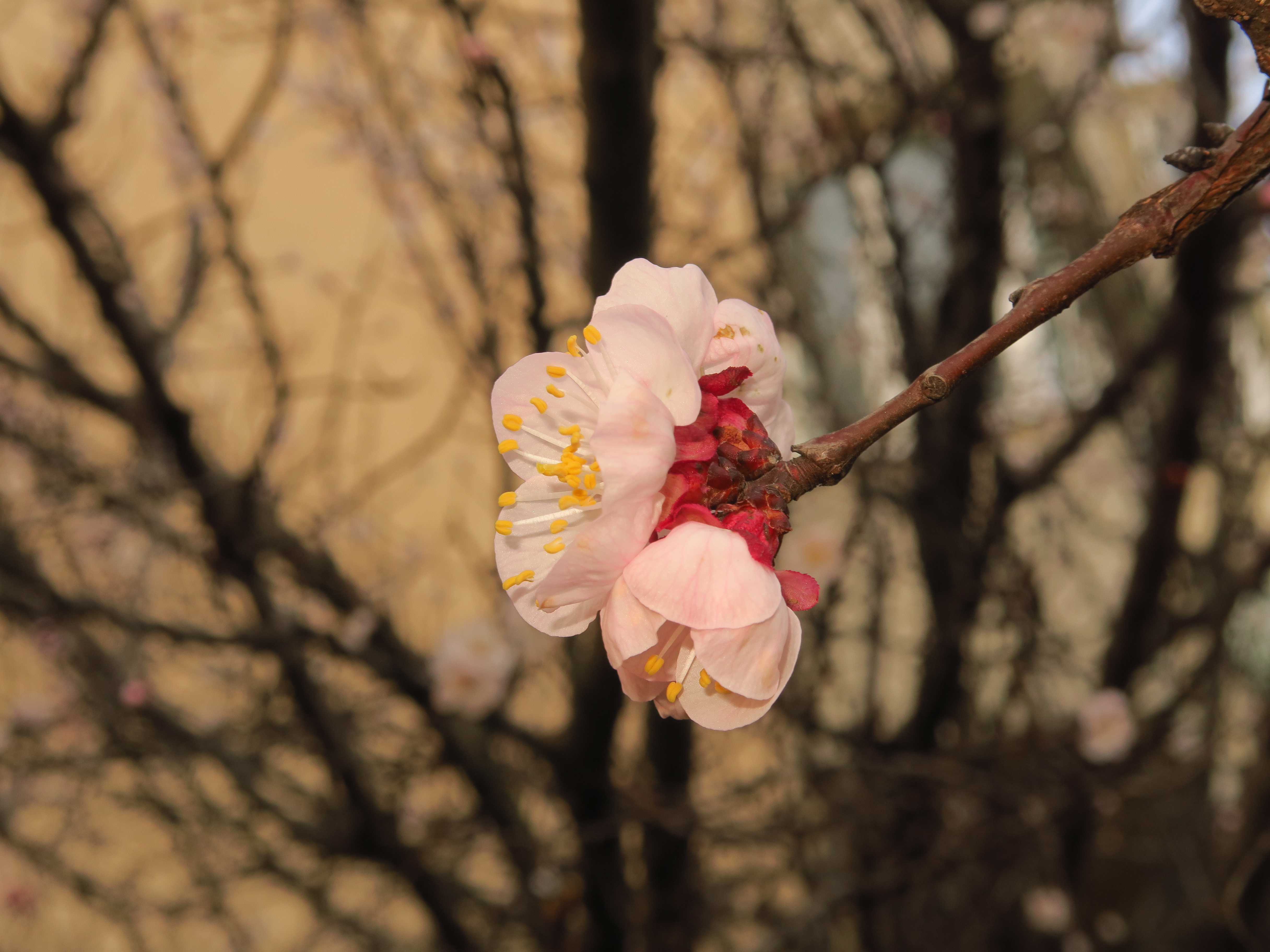Handy-Wallpaper Blütenblätter, Geäst, Zweige, Blumen, Makro, Sakura, Frühling kostenlos herunterladen.