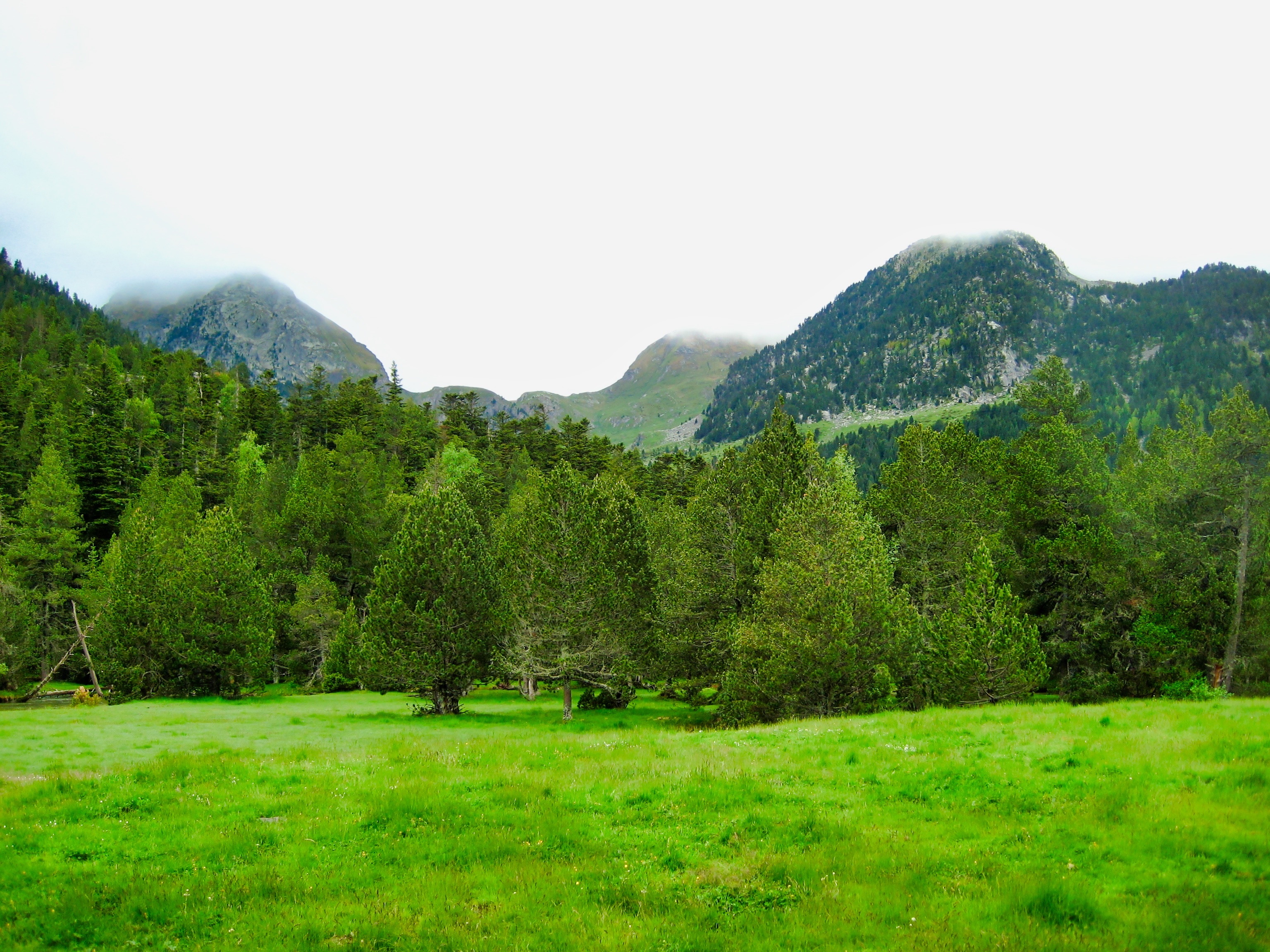 nature, mountains, trees, grass, greens, lawn