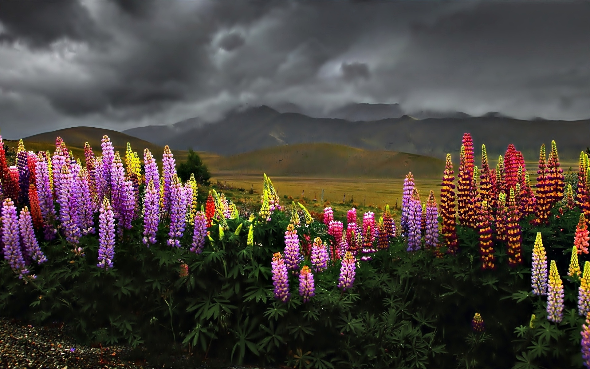 Download mobile wallpaper Sky, Flower, Dark, Earth, Field, Colorful, Cloud, Lupine for free.