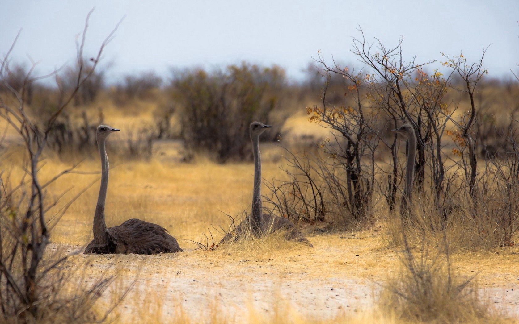 animals, nature, ostrich, africa