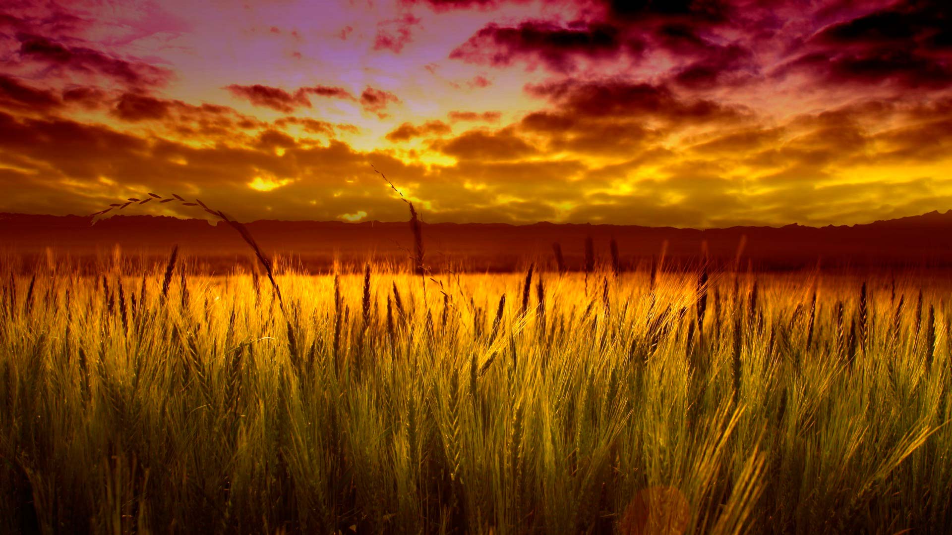 Download mobile wallpaper Wheat, Earth for free.