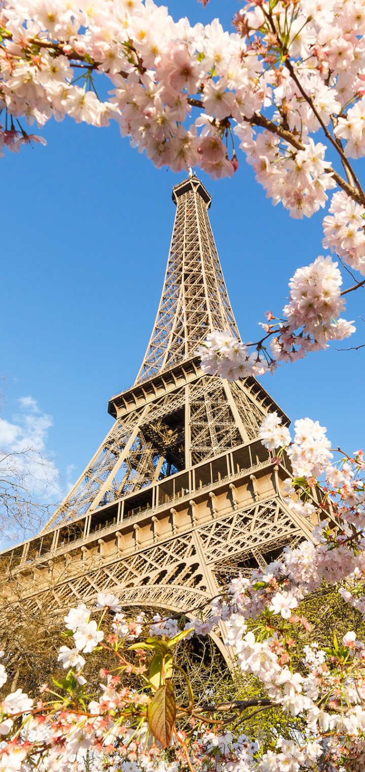 Download mobile wallpaper Paris, Eiffel Tower, Monuments, France, Spring, Monument, Blossom, Man Made, Pink Flower for free.