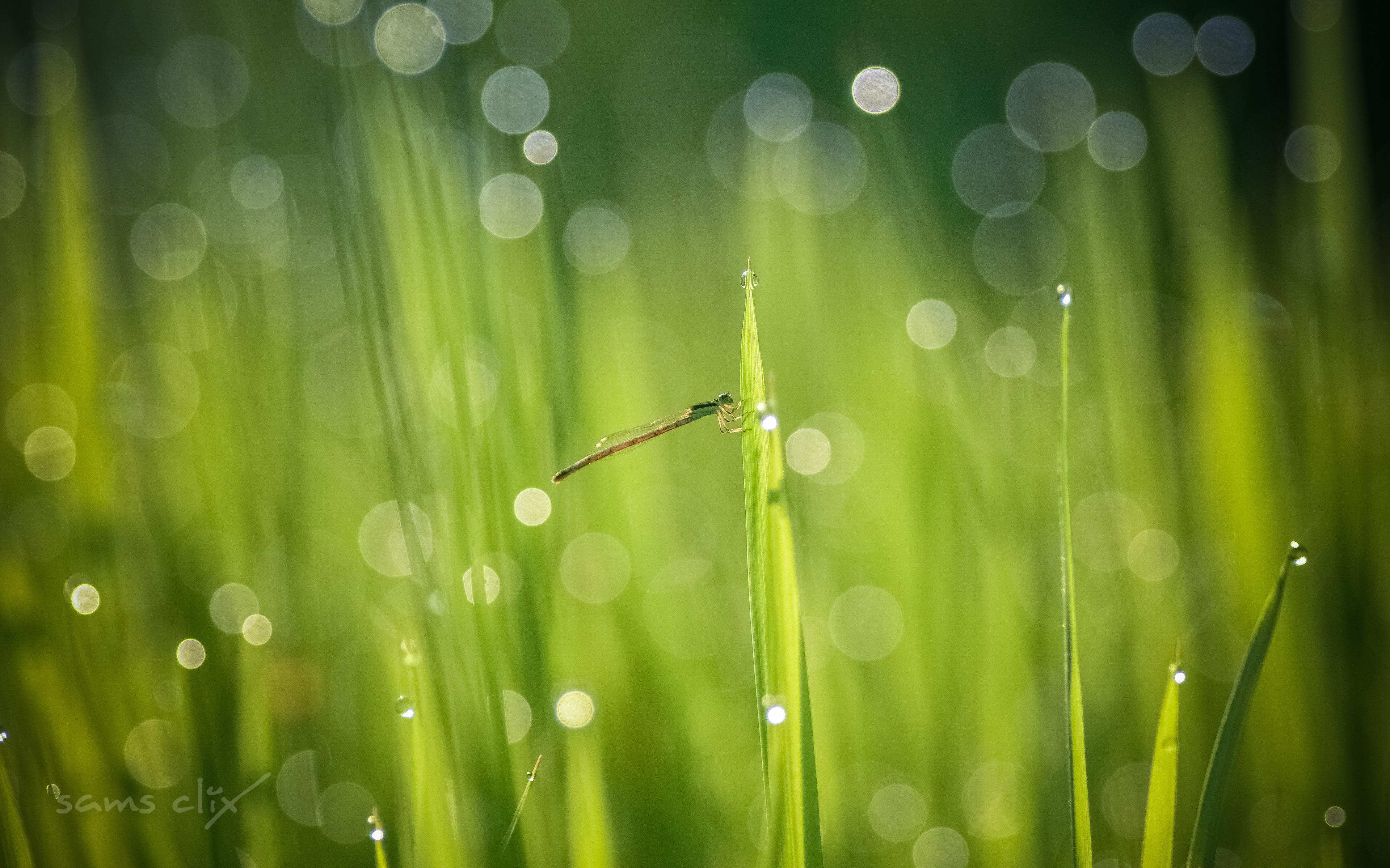 Free download wallpaper Grass, Insects, Animal, Dragonfly, Greenery on your PC desktop