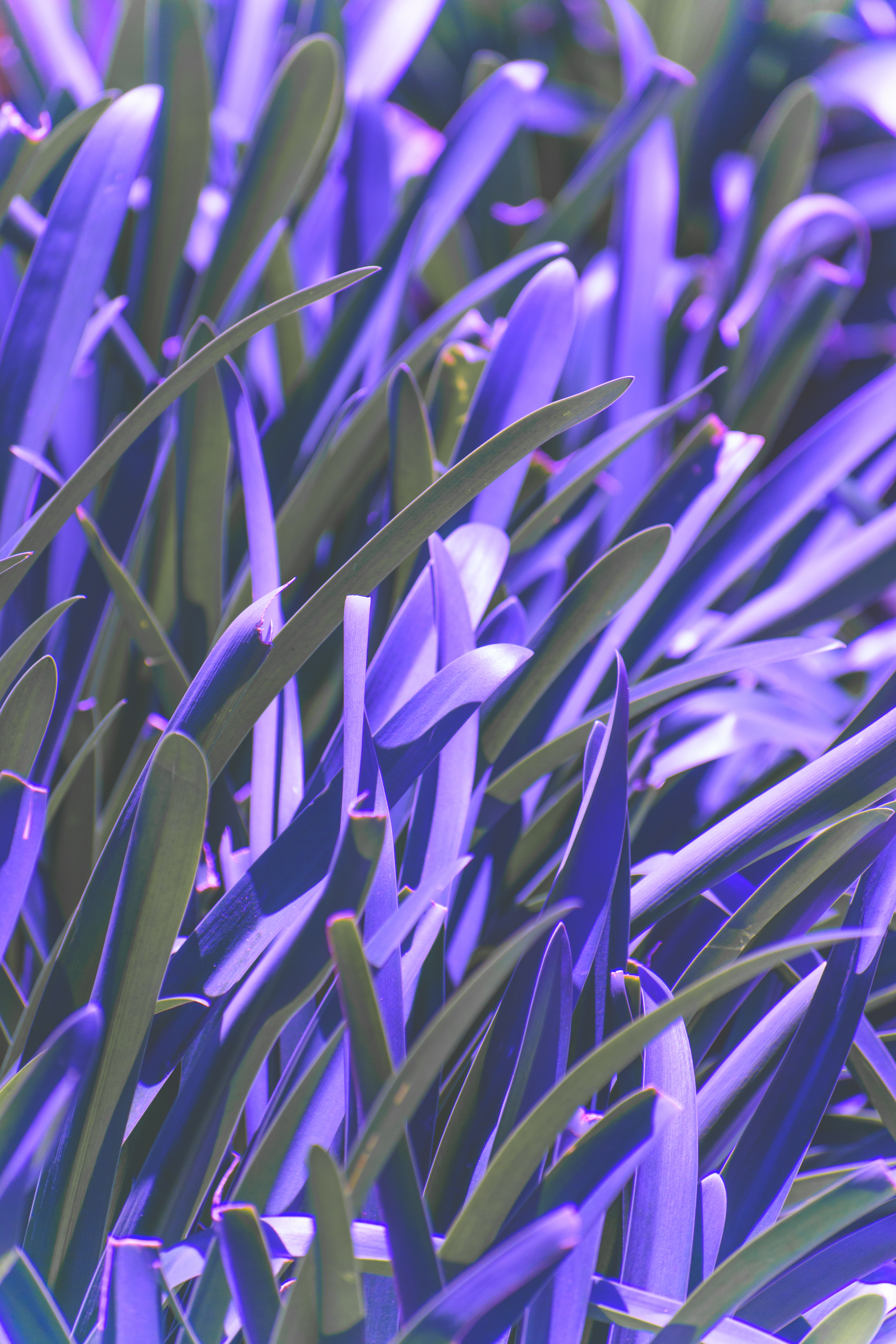 Download mobile wallpaper Smooth, Blur, Violet, Macro, Plant, Leaves, Purple for free.