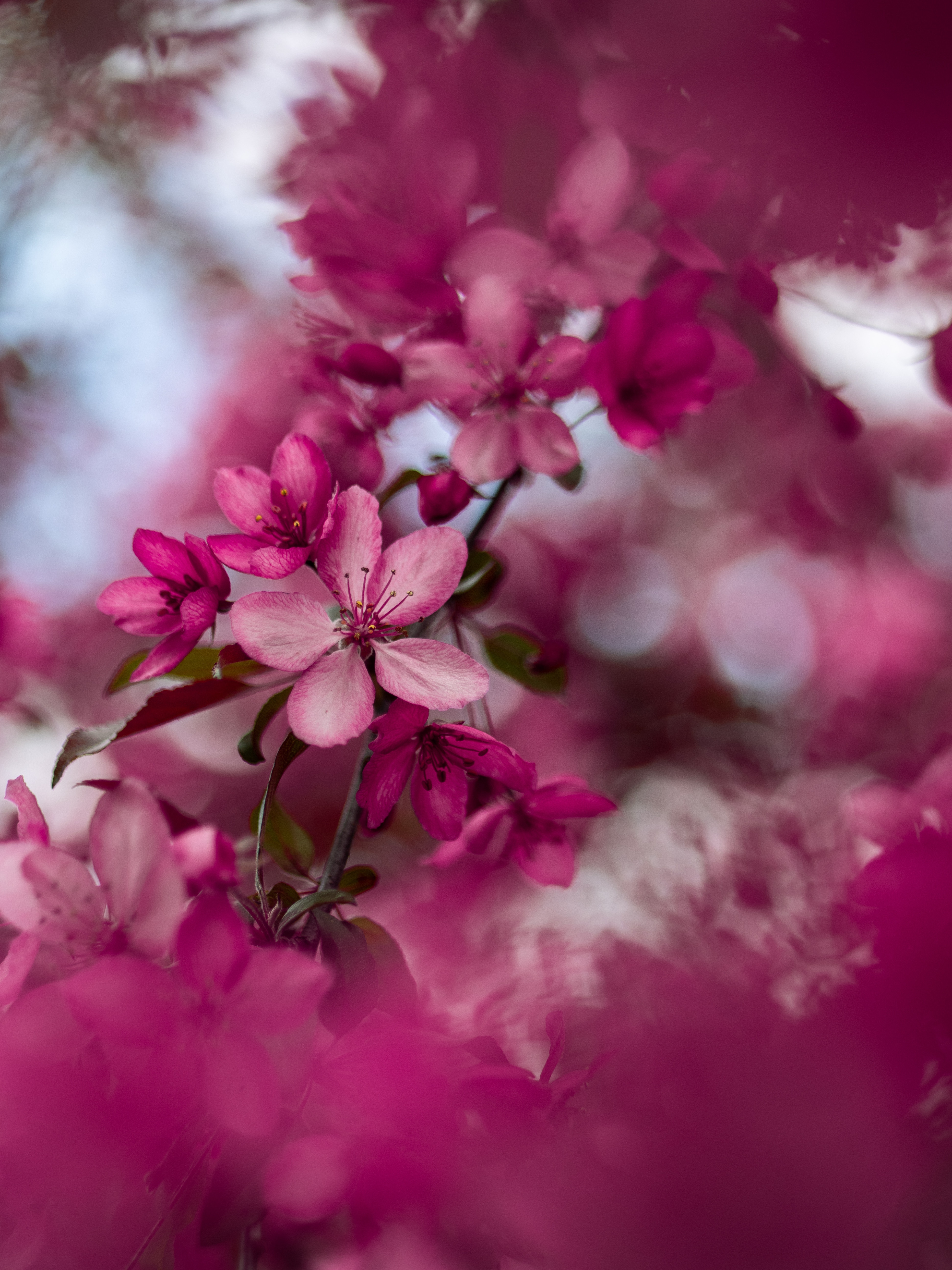 92864 Hintergrundbild herunterladen sakura, blumen, rosa, blühen, blühenden, ast, zweig - Bildschirmschoner und Bilder kostenlos