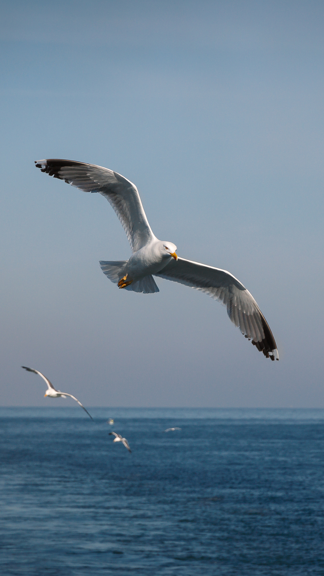 Download mobile wallpaper Birds, Sea, Bird, Flight, Animal, Seagull, Seascape for free.
