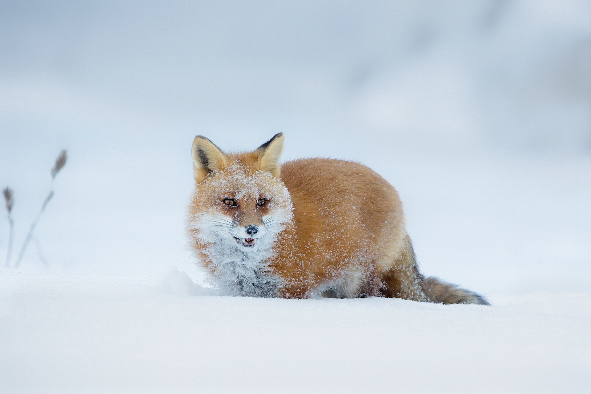 Handy-Wallpaper Tiere, Fuchs kostenlos herunterladen.