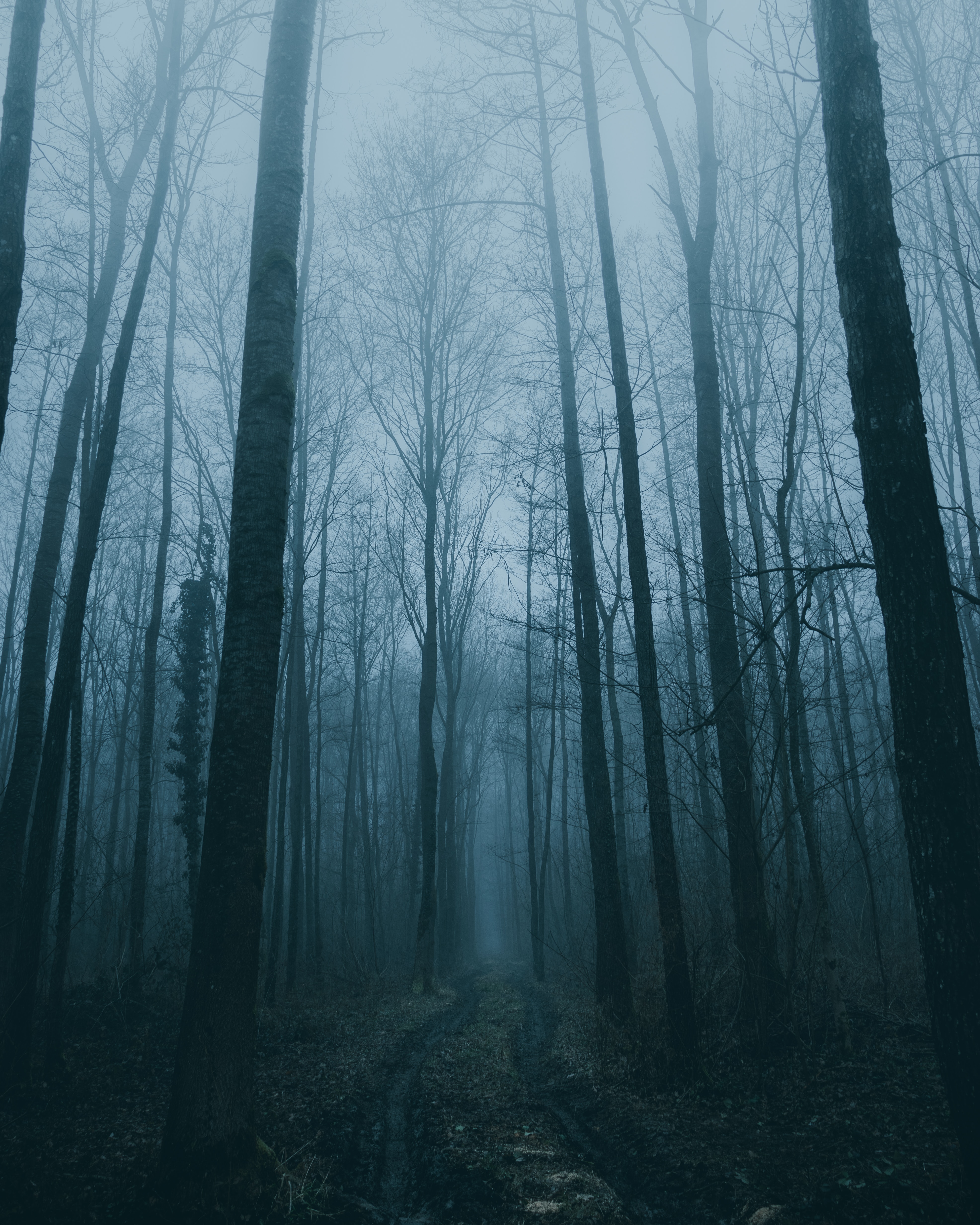 Free download wallpaper Nature, Trees, Road, Forest, Fog on your PC desktop