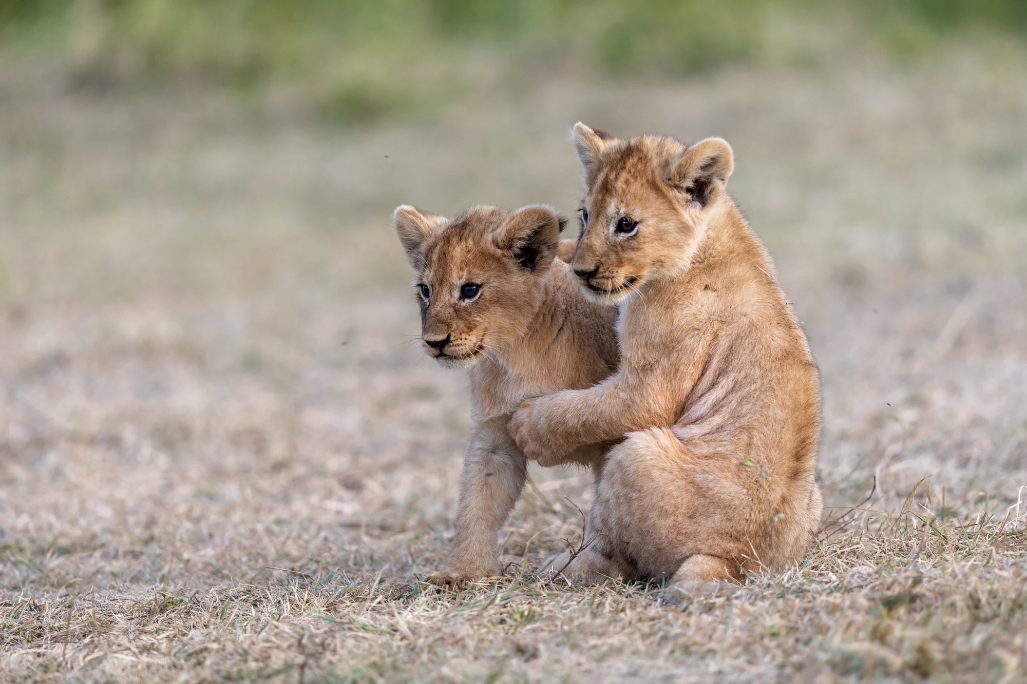 Téléchargez des papiers peints mobile Animaux, Chats, Lion, Lionceau, Bébé Animal gratuitement.