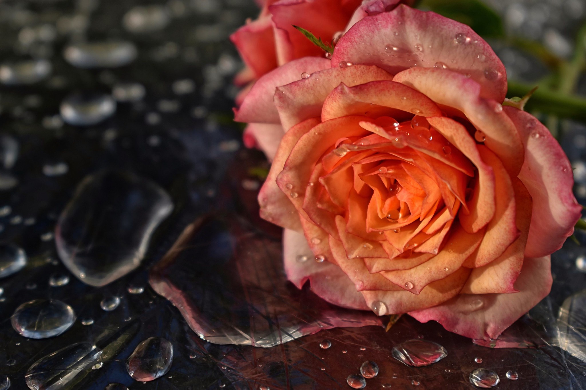 Free download wallpaper Flowers, Water, Flower, Rose, Earth, Petal on your PC desktop