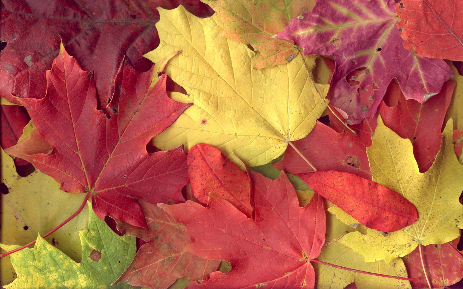 Download background leaves, nature, autumn, maple