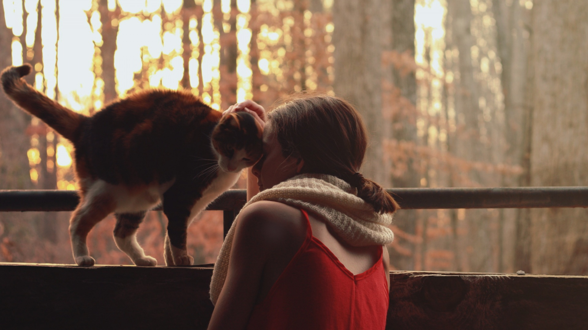 Téléchargez gratuitement l'image Animaux, Chats, Chat sur le bureau de votre PC