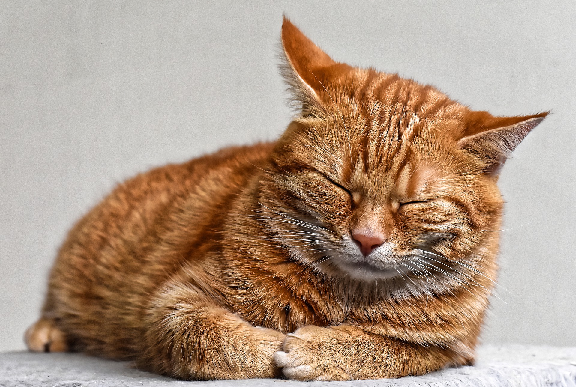 Завантажити шпалери безкоштовно Кішка, Тварина, Коти, Спить картинка на робочий стіл ПК
