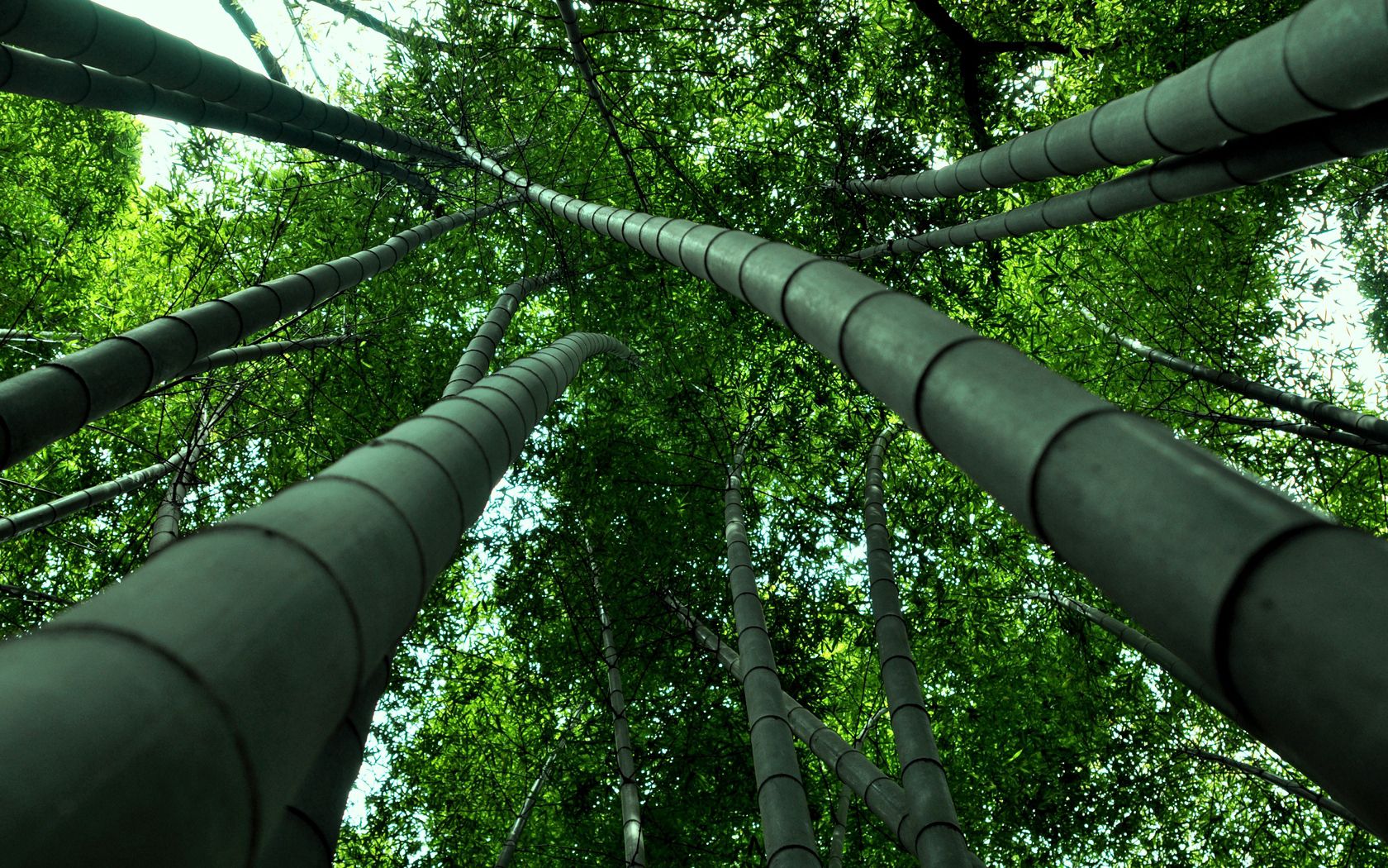 view, nature, bamboo, from below