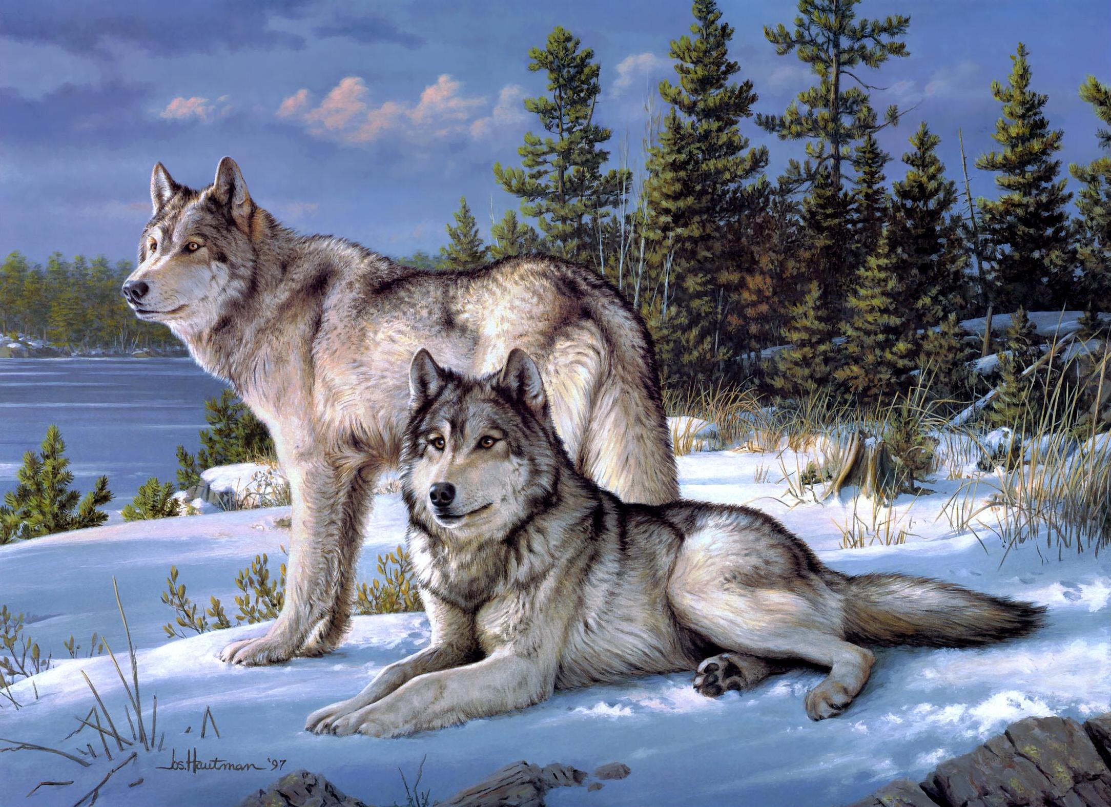 253287 descargar fondo de pantalla animales, lobo, wolves: protectores de pantalla e imágenes gratis