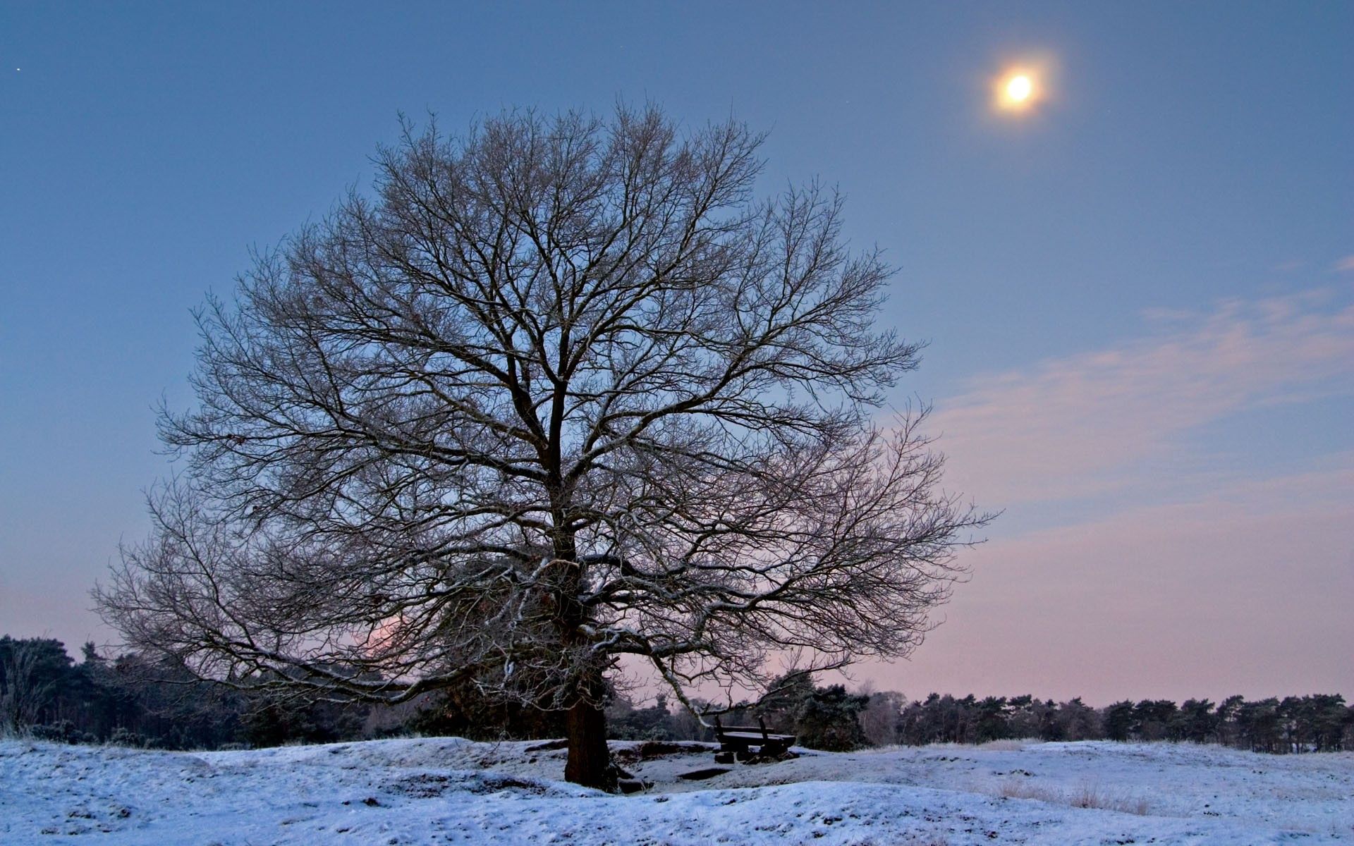 Скачать картинку Ветви, Дерево, Мороз, Скамейка, Природа, Солнце, Зима в телефон бесплатно.