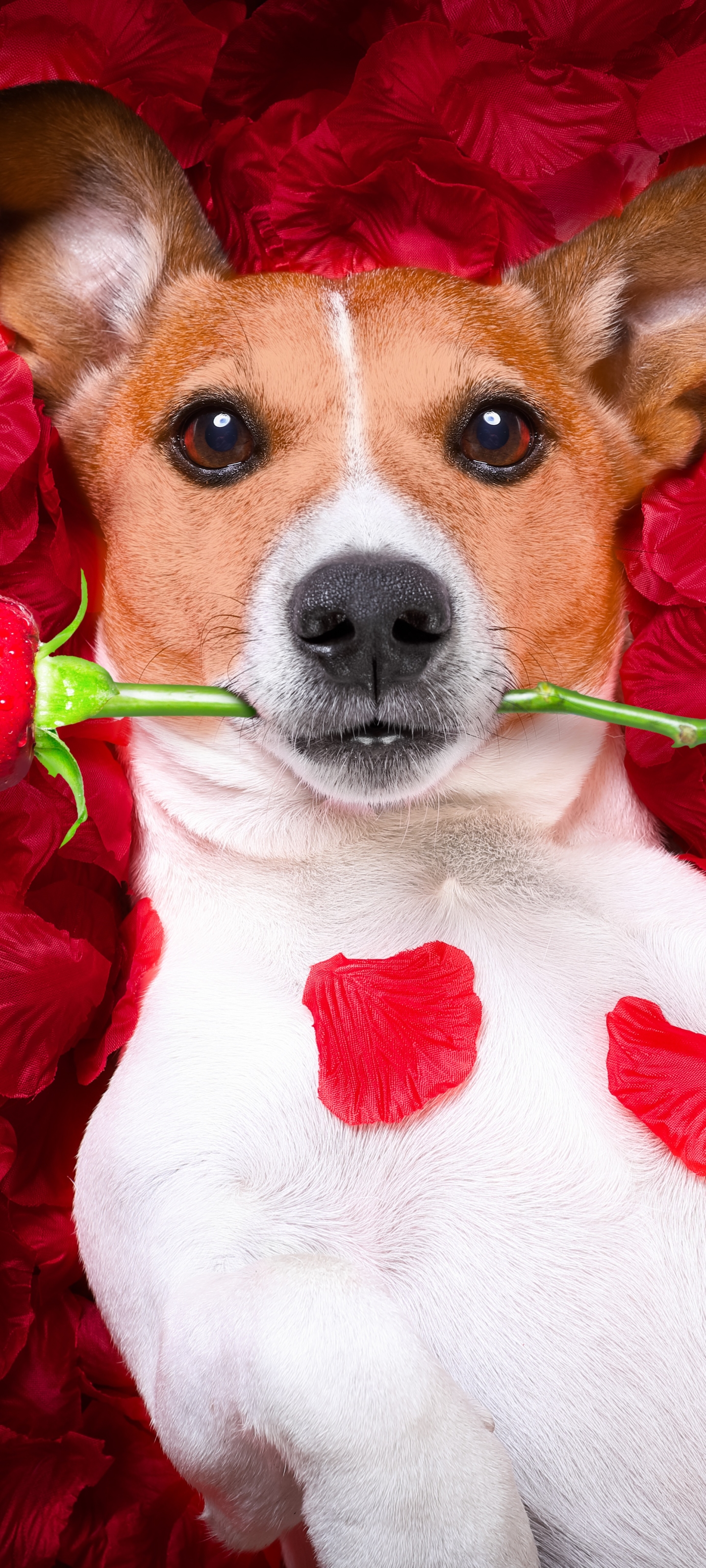 Free download wallpaper Dogs, Dog, Animal, Jack Russell Terrier on your PC desktop