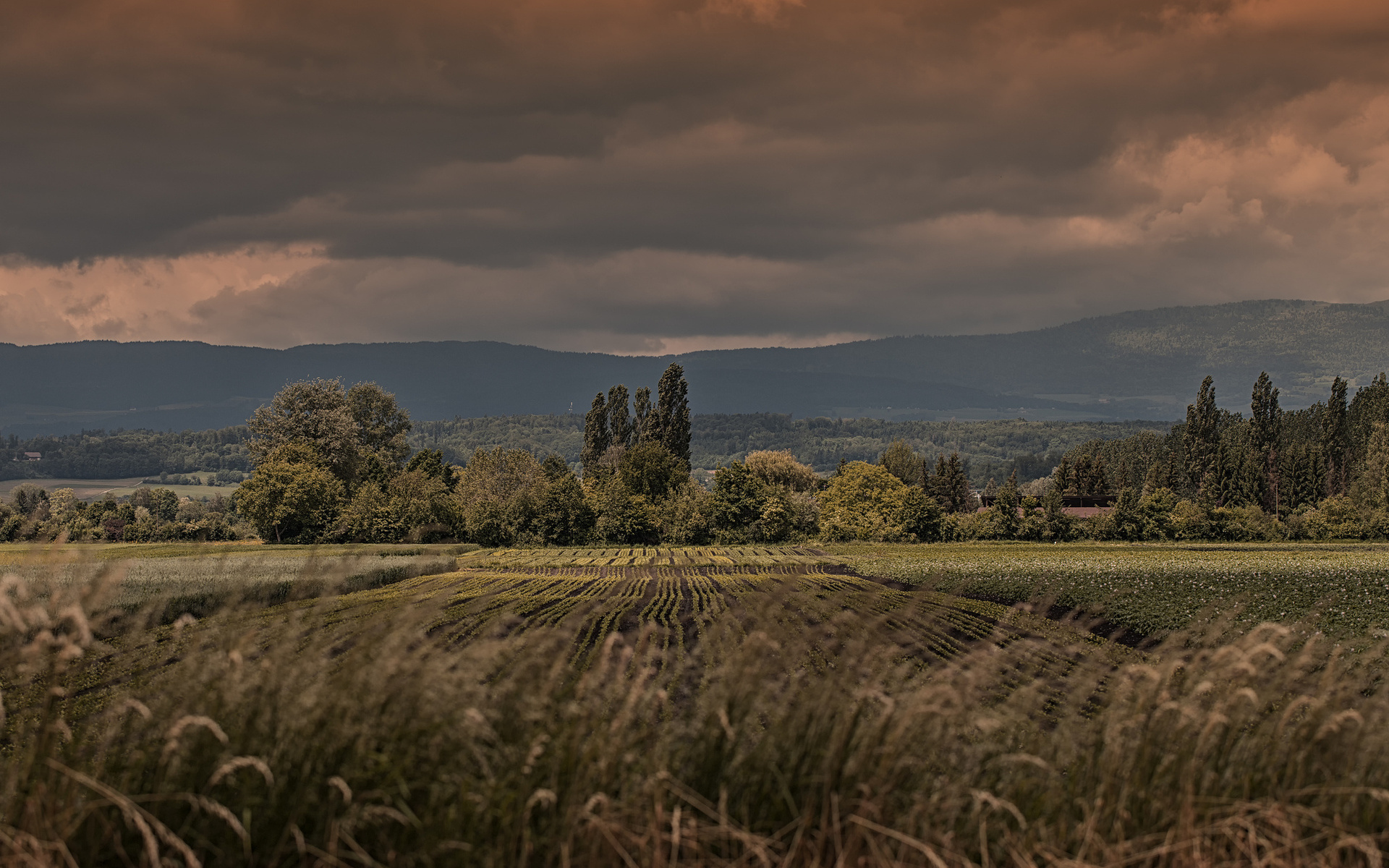 Free download wallpaper Landscape, Earth, Field on your PC desktop