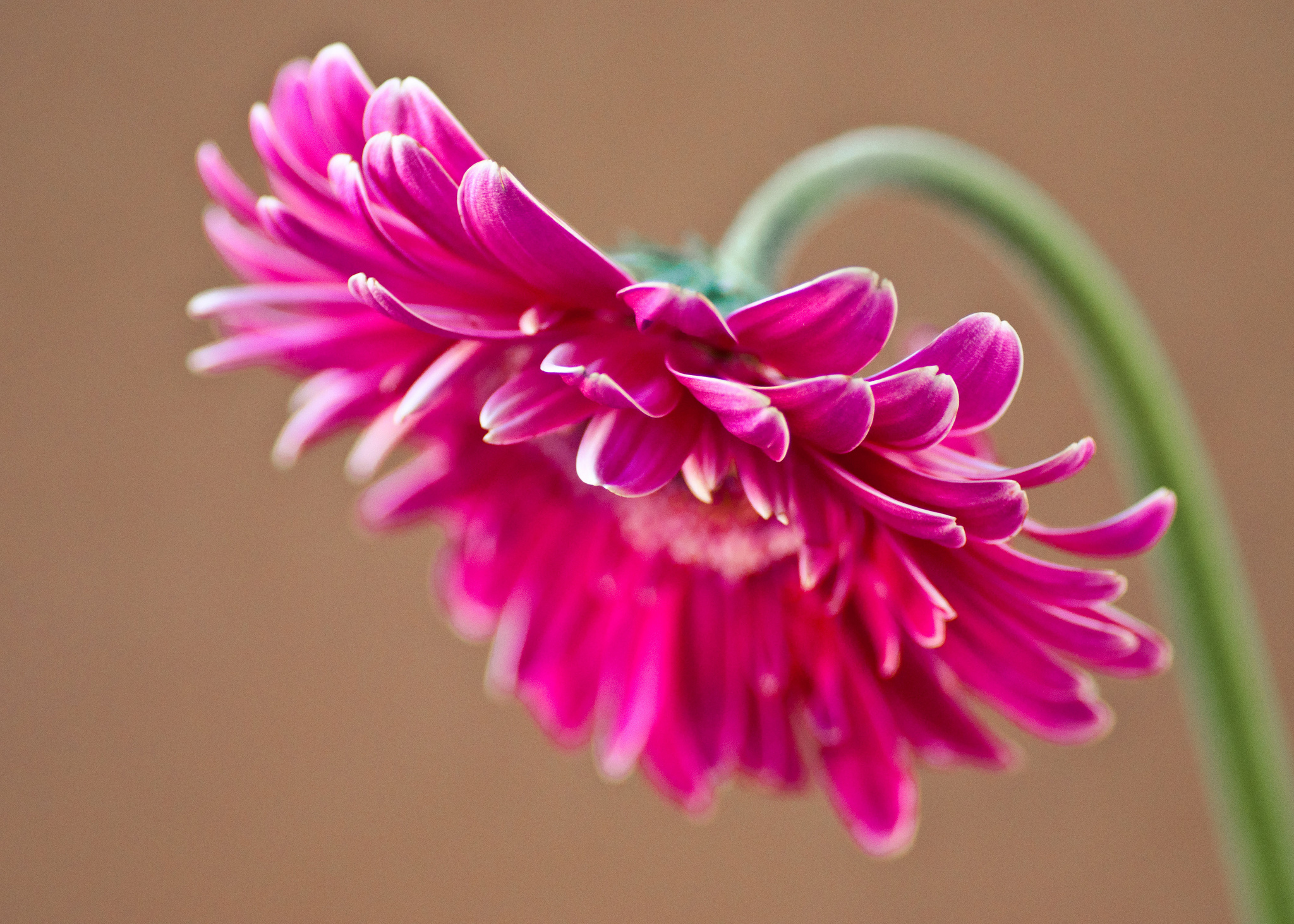 Descarga gratis la imagen Flores, Gerberas, Tierra/naturaleza en el escritorio de tu PC
