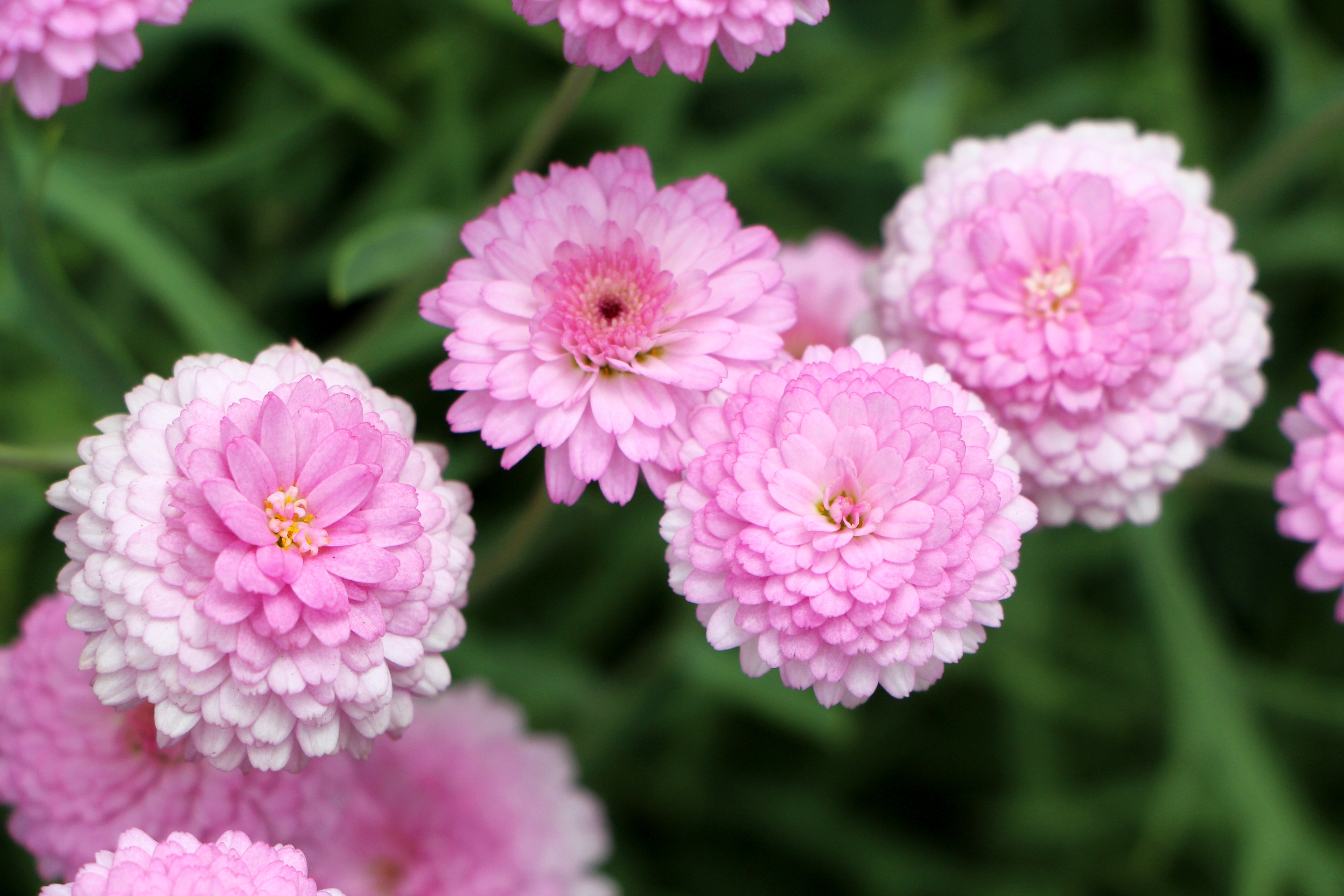 Free download wallpaper Chrysanthemum, Flowers, Pink on your PC desktop