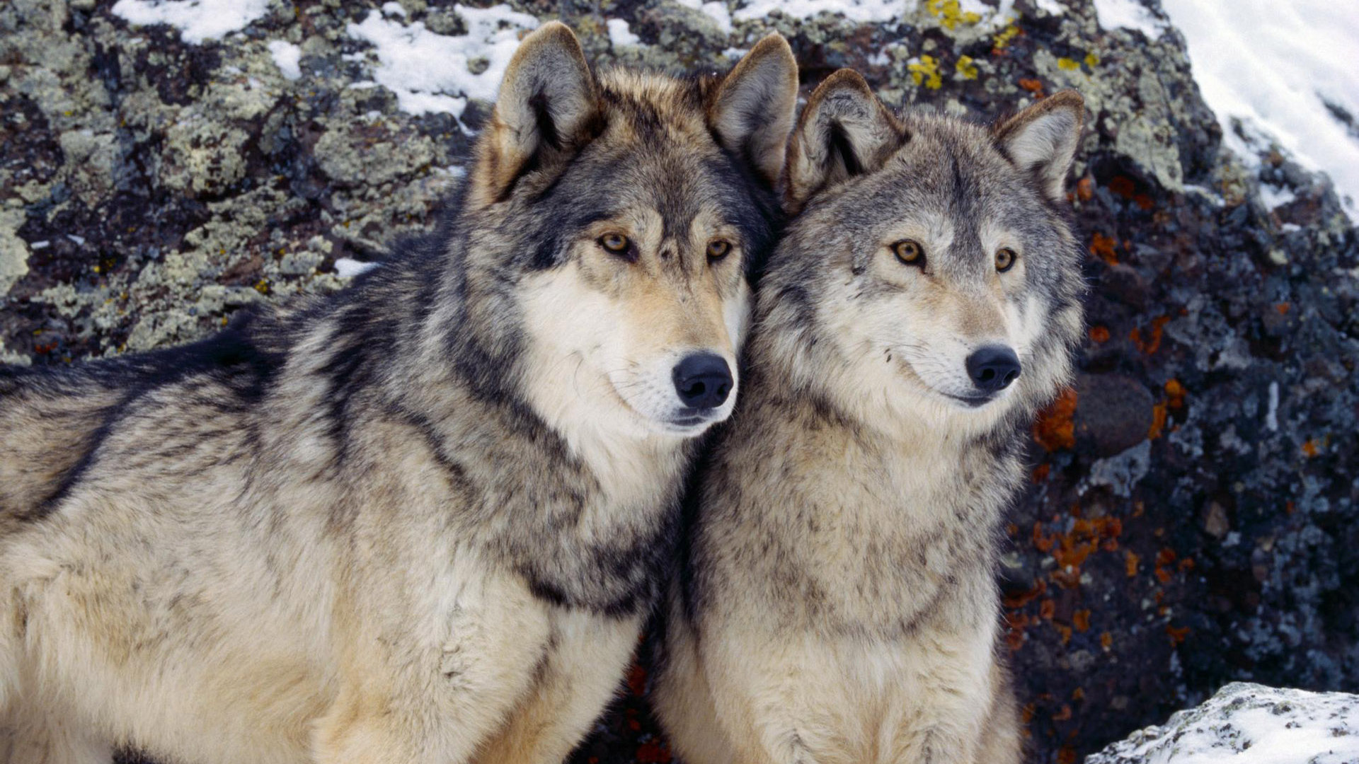 Download mobile wallpaper Wolf, Animal for free.