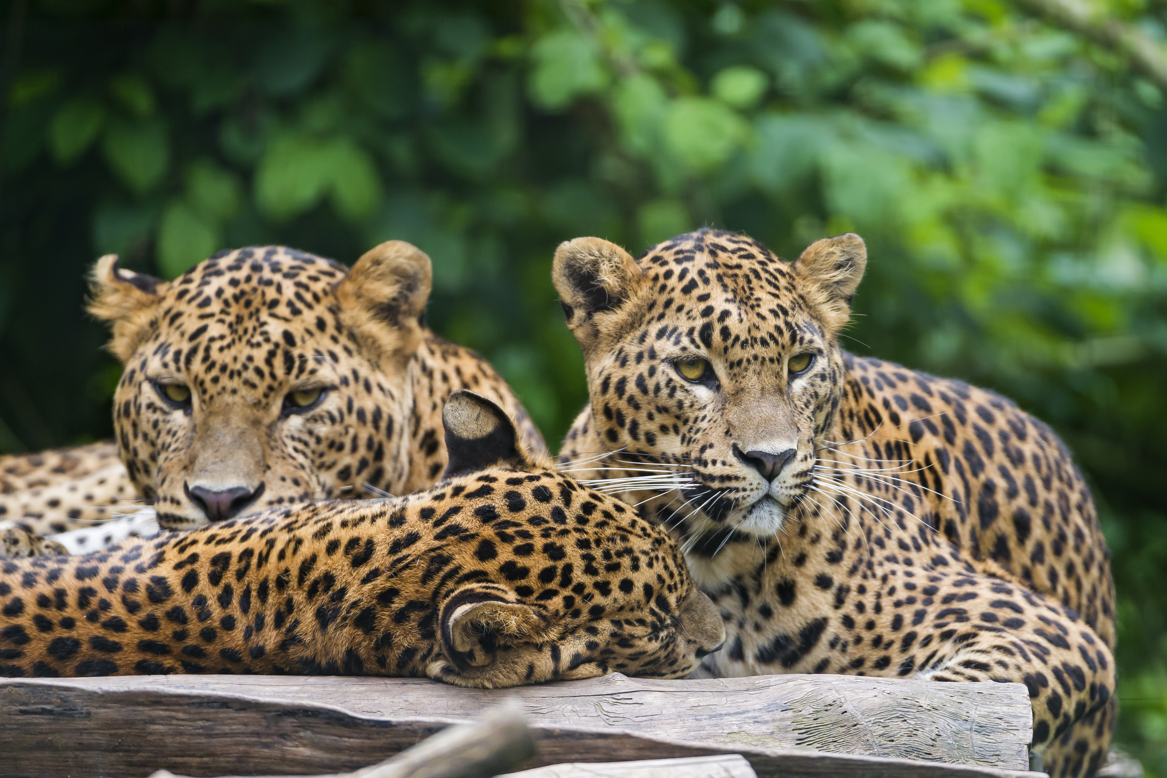 Baixar papel de parede para celular de Animais, Gatos, Leopardo gratuito.