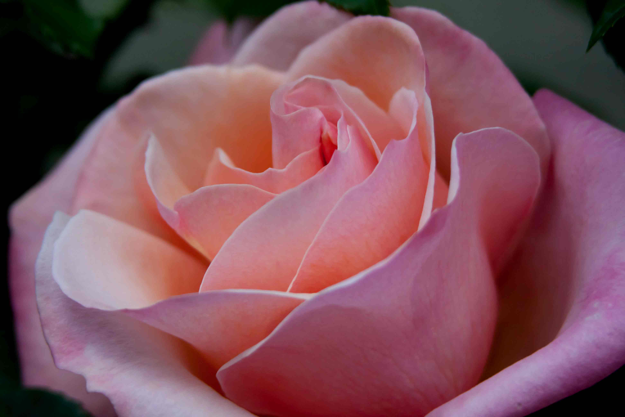 Téléchargez gratuitement l'image Fleurs, Rose, Fleur, Terre/nature, Fleur Rose sur le bureau de votre PC