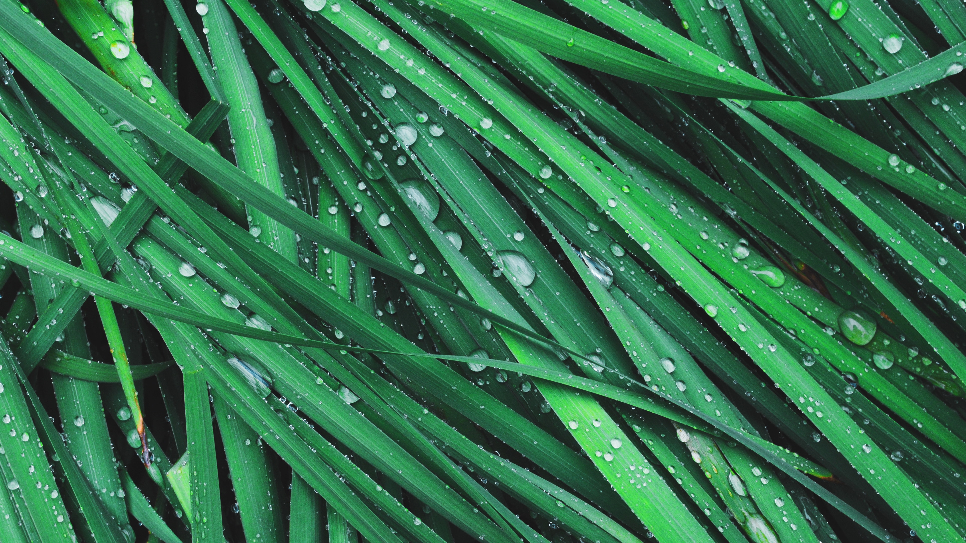 Download mobile wallpaper Grass, Dew, Macro, Drops for free.