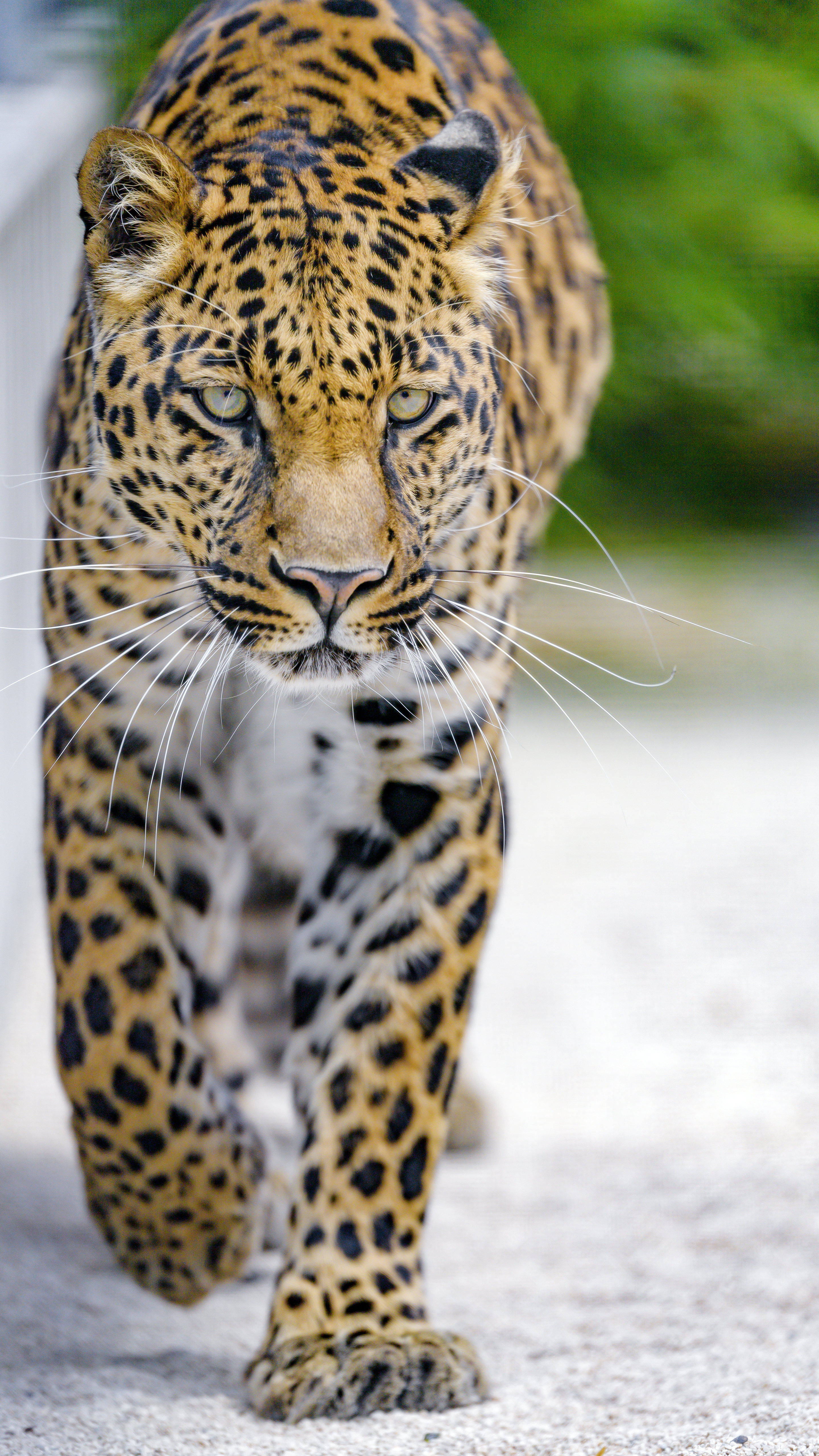 Descarga gratuita de fondo de pantalla para móvil de Depredador, Animales, Visión, Opinión, Leopardo, Gato Grande, Bozal.