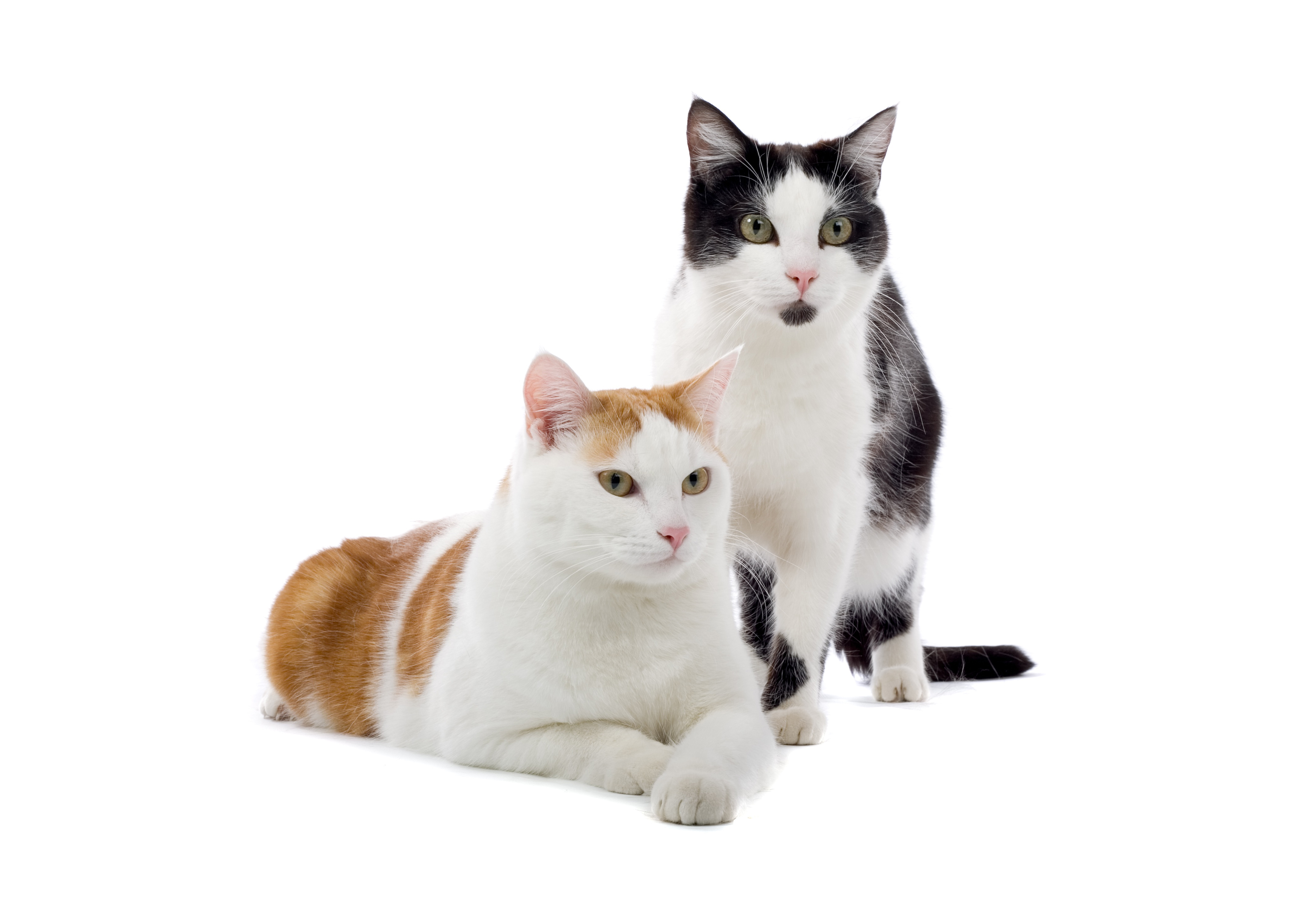 Скачать обои бесплатно Кошка, Животные, Кошки картинка на рабочий стол ПК