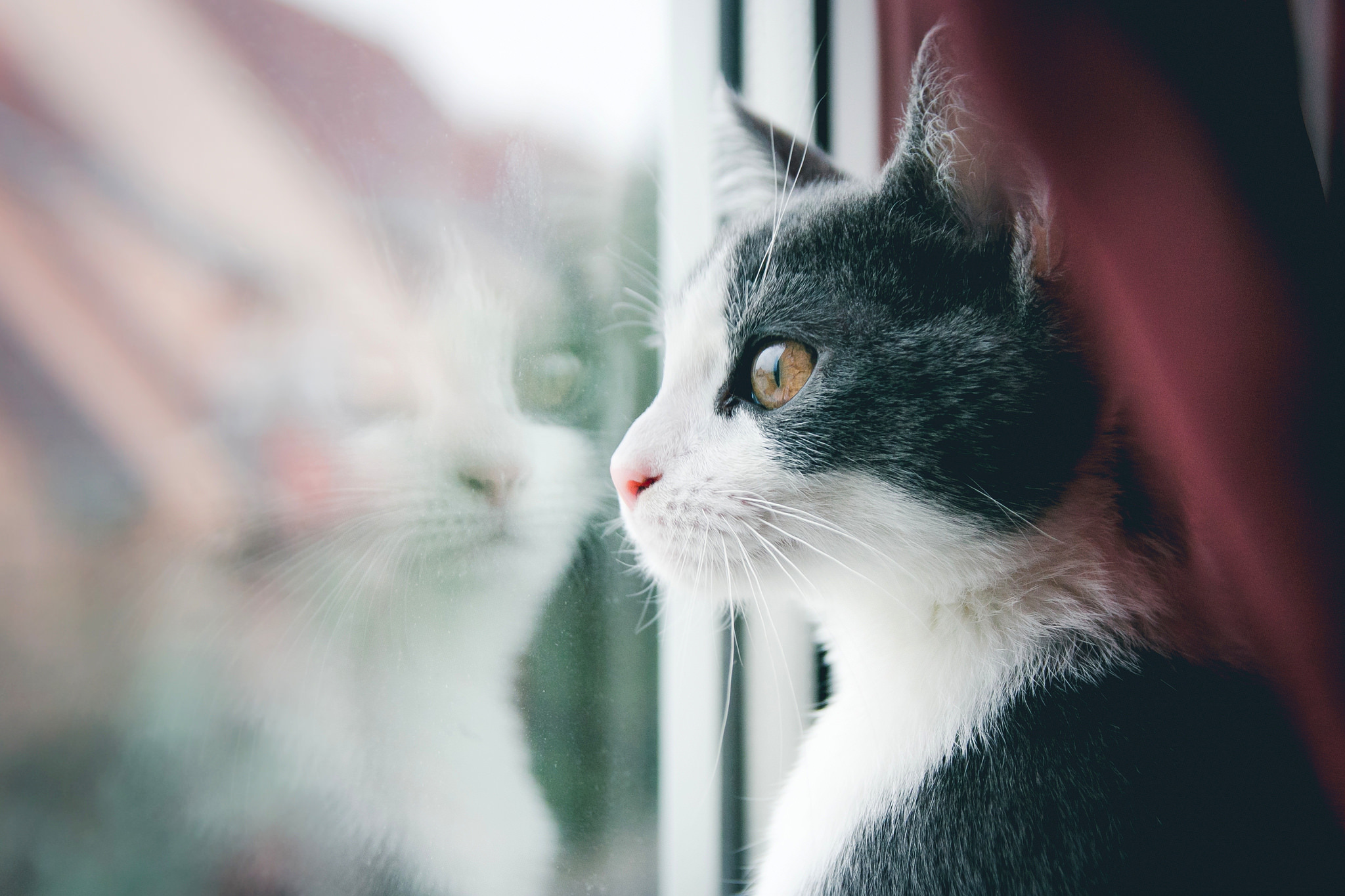 Free download wallpaper Cats, Reflection, Cat, Muzzle, Window, Animal on your PC desktop
