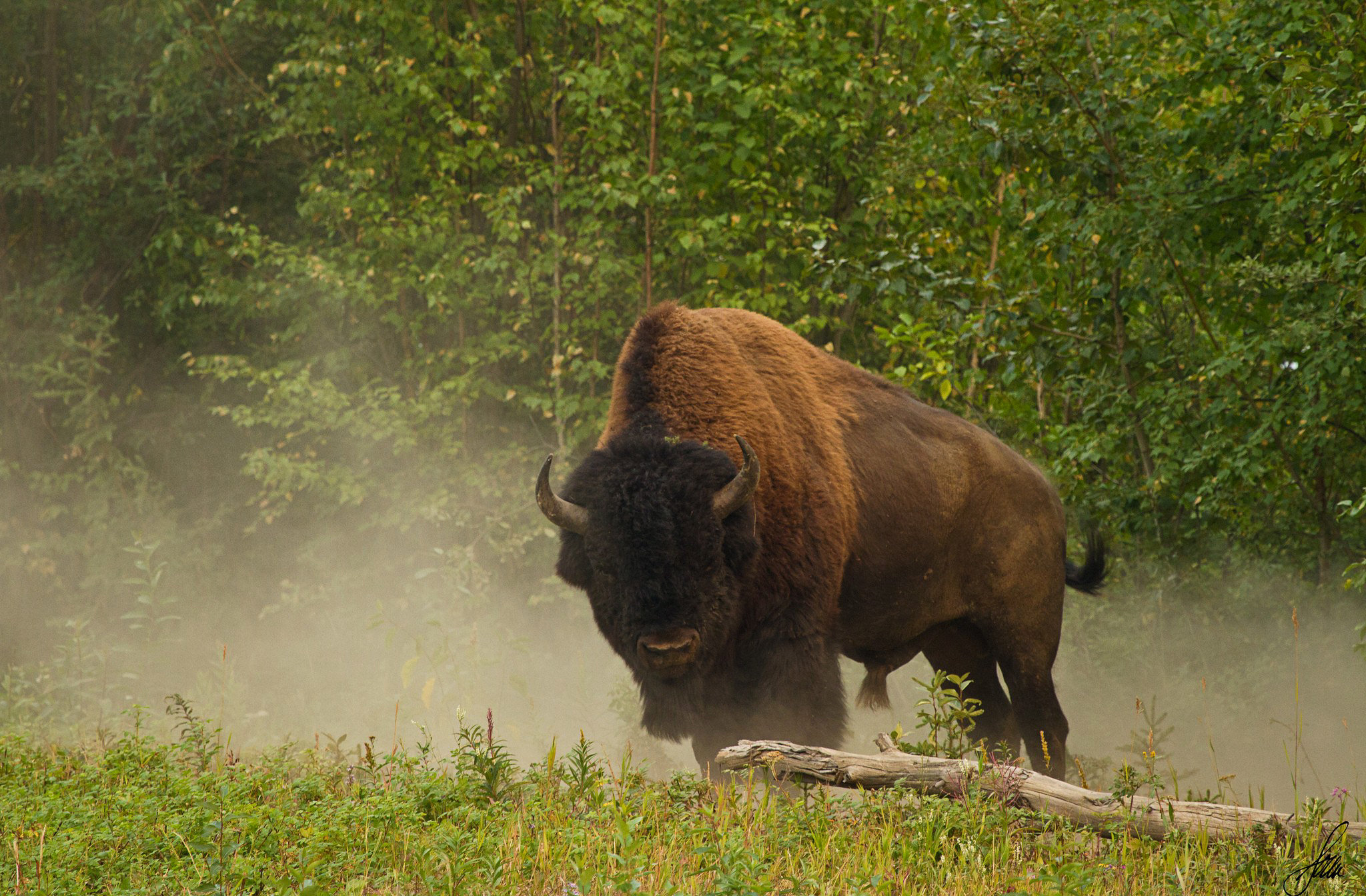 541661 Bild herunterladen tiere, amerikanischer bison - Hintergrundbilder und Bildschirmschoner kostenlos