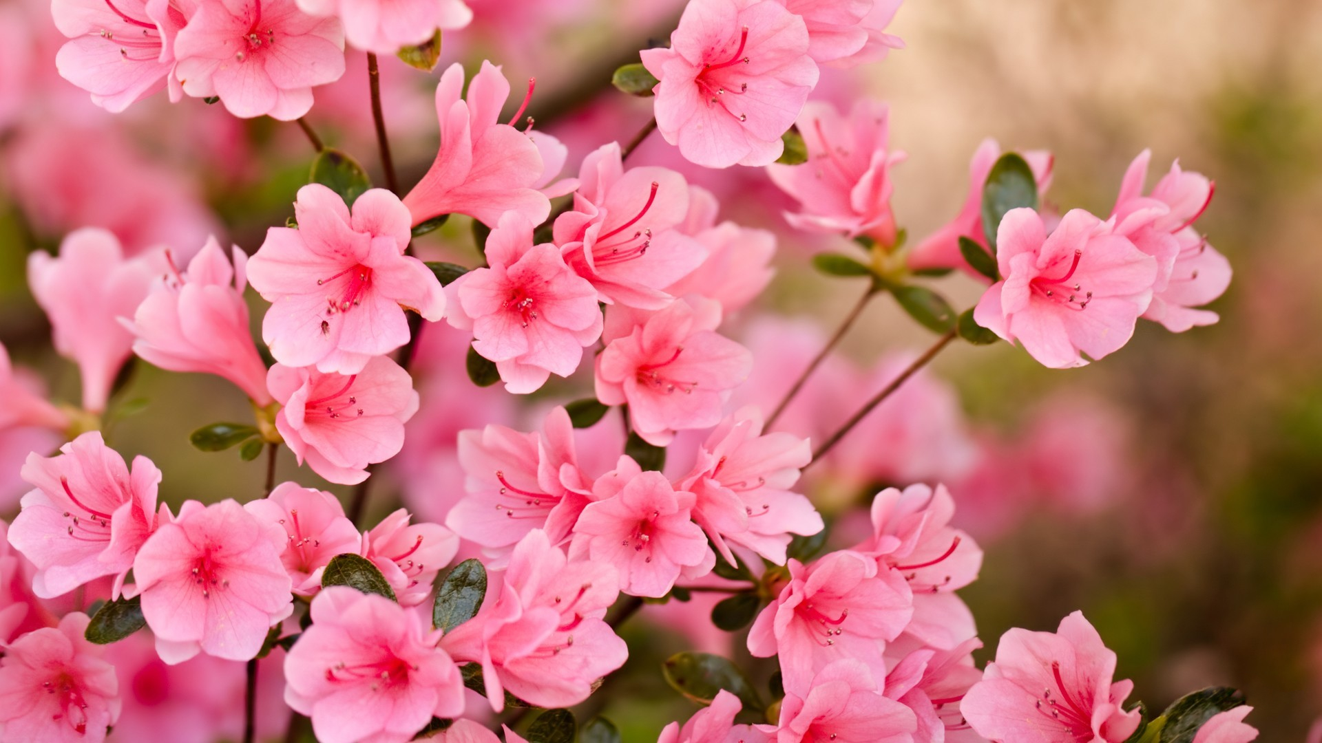 Скачати мобільні шпалери Цвітіння, Земля, Весна, Рожева Квітка, Вишневий Цвіт, Флауерзи безкоштовно.