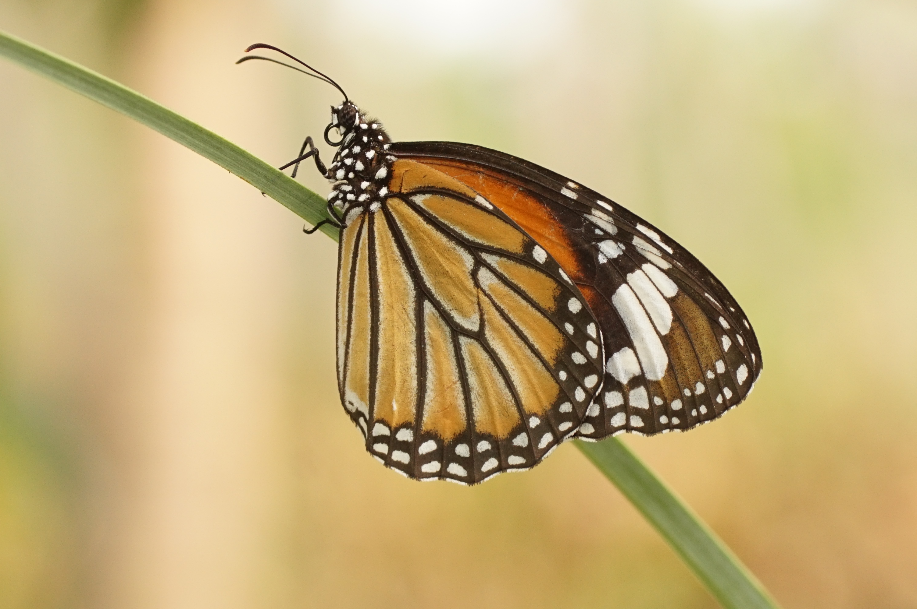 896246 Bildschirmschoner und Hintergrundbilder Tiger Schmetterling auf Ihrem Telefon. Laden Sie  Bilder kostenlos herunter