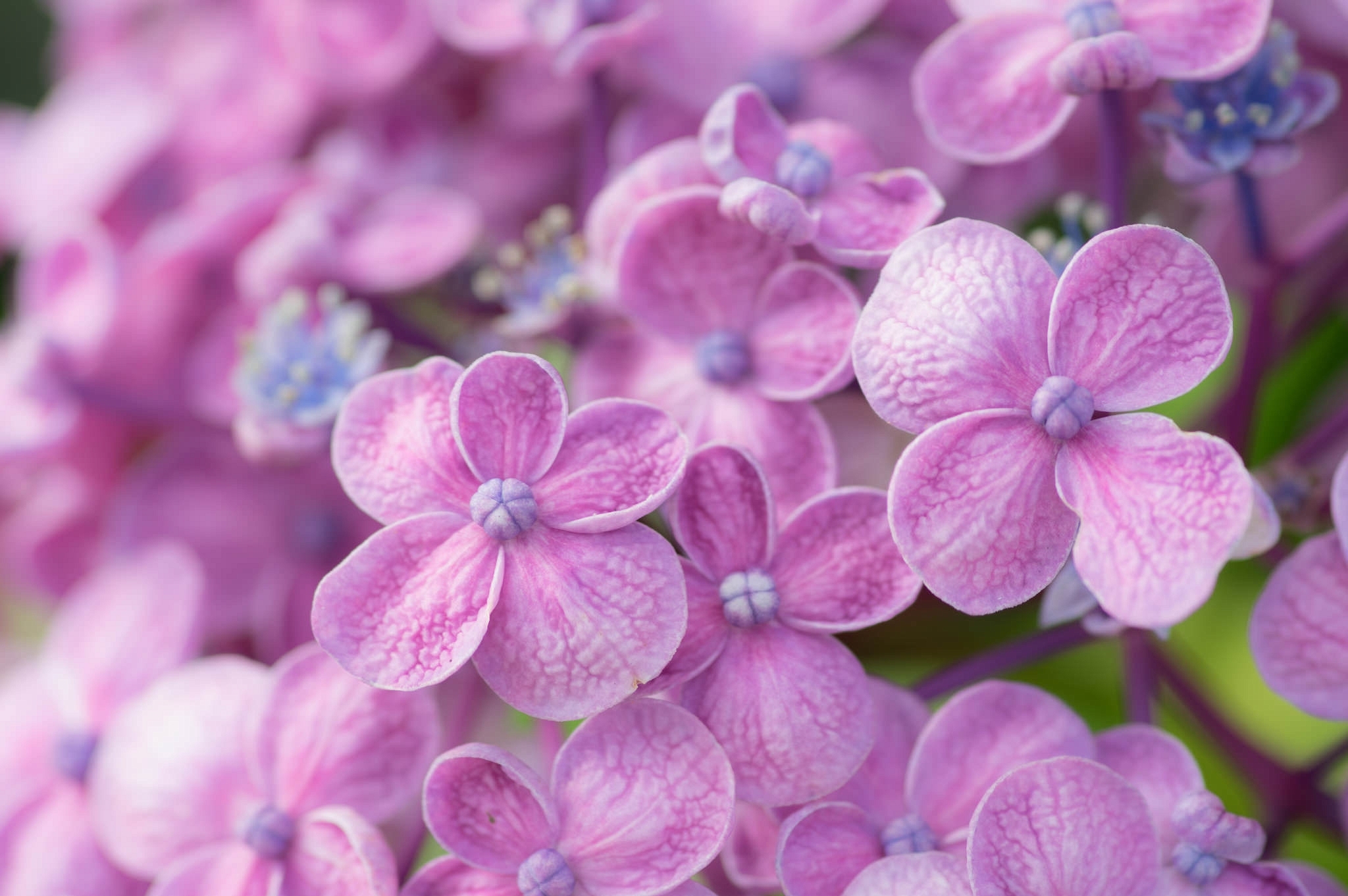 Download mobile wallpaper Nature, Flowers, Flower, Macro, Earth, Hydrangea, Pink Flower for free.