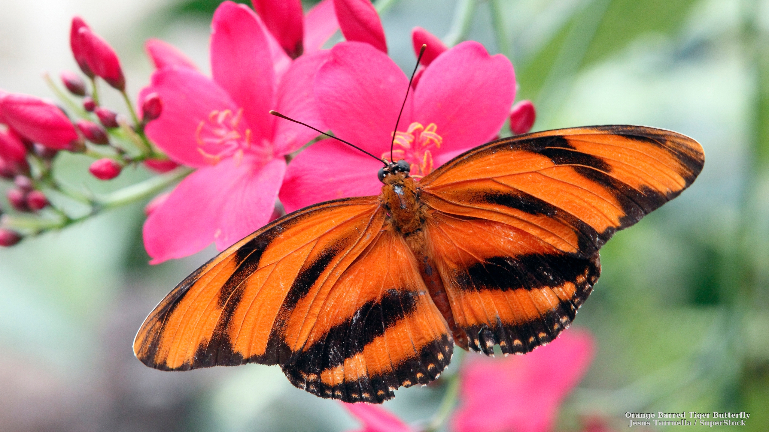 Die besten Tiger Schmetterling-Hintergründe für den Telefonbildschirm