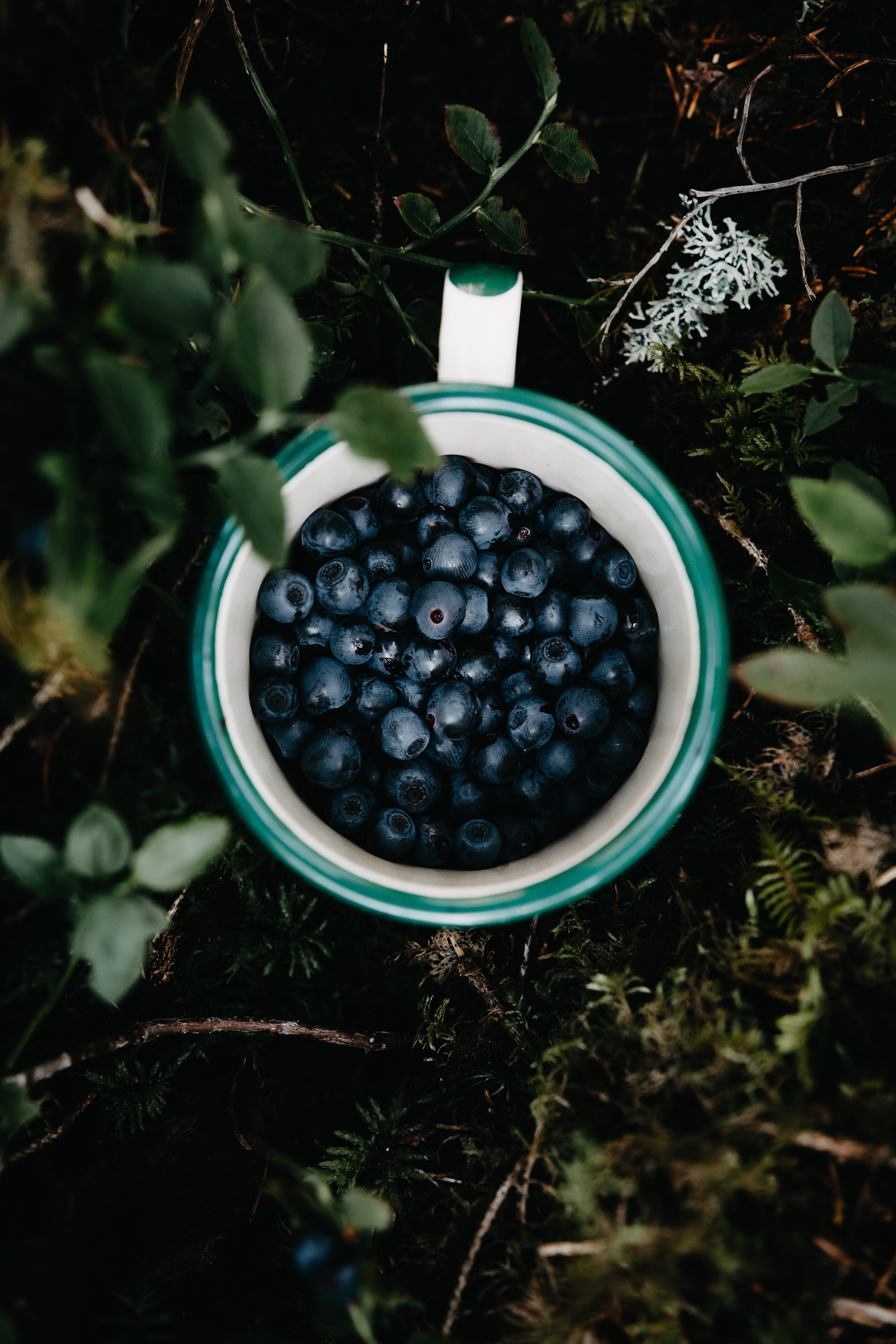 Download mobile wallpaper Leaves, Grass, Berry, Bilberries, Cup, Food for free.