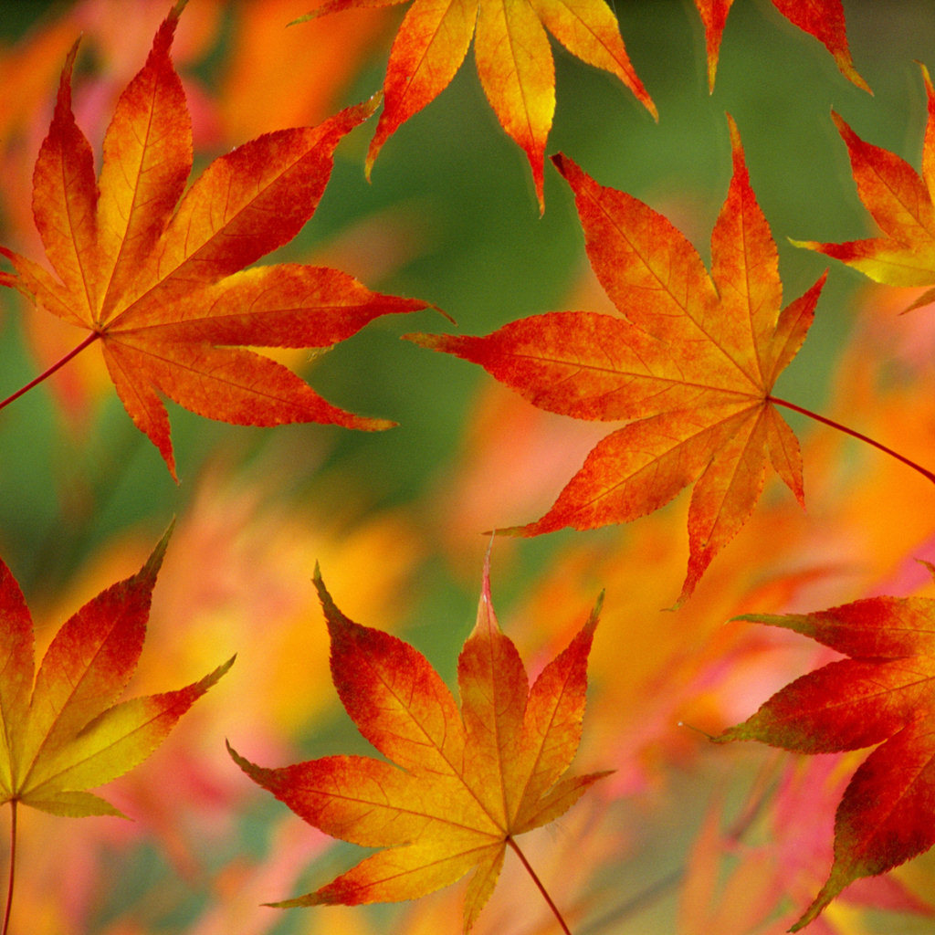 44660 завантажити шпалери осінь, листя, об'єкти - заставки і картинки безкоштовно