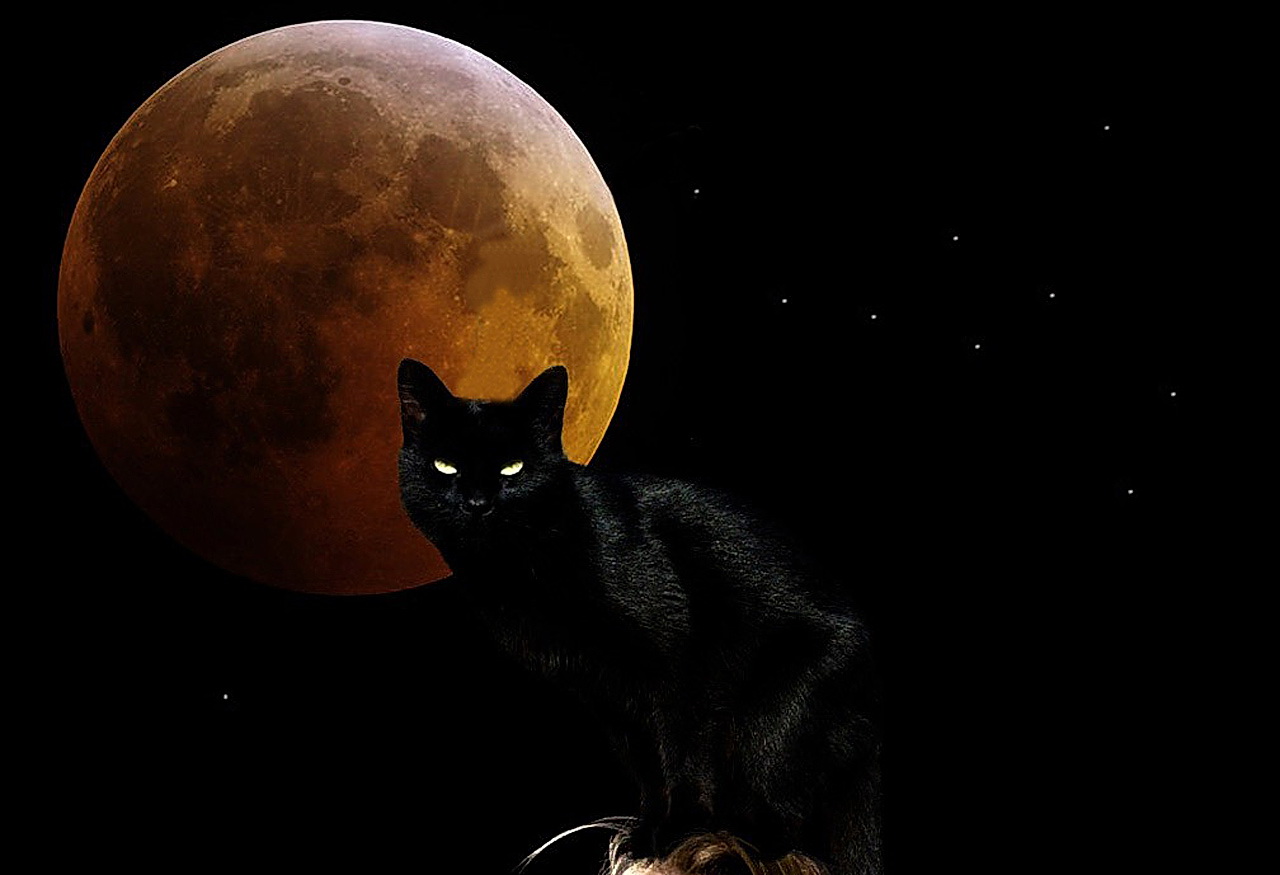 animal, black, cat, moon