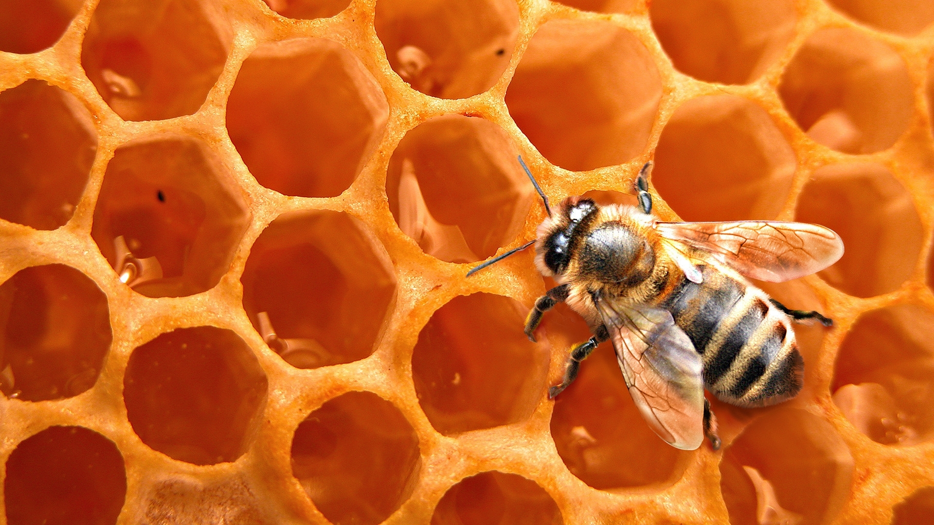 43697 descargar fondo de pantalla insectos, abejas, wasps, naranja: protectores de pantalla e imágenes gratis